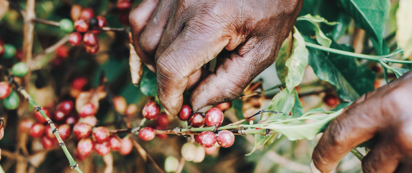 Close-up of hands harvesting ripe coffee cherries from a coffee plant with green leaves.