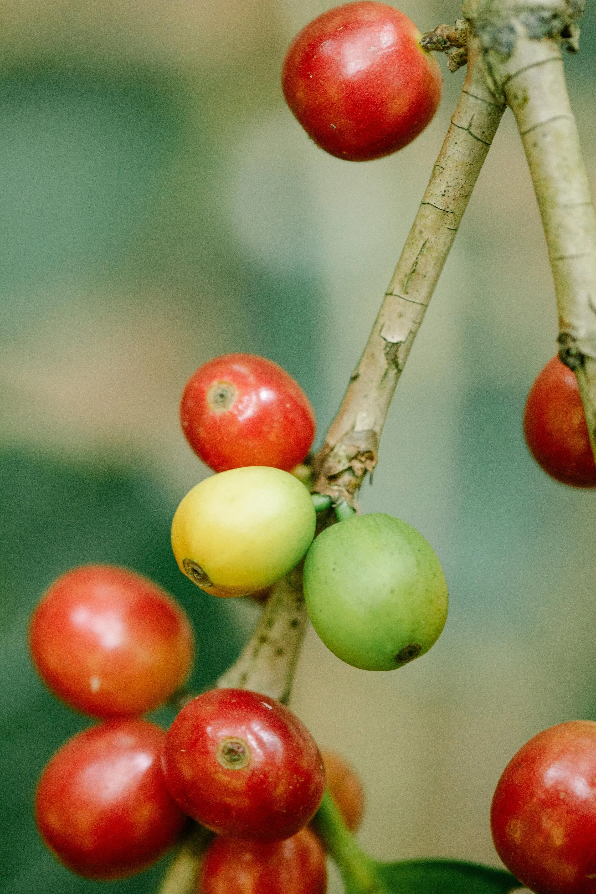 Close-up of a coffee branch with red, yellow, and green coffee cherries.
