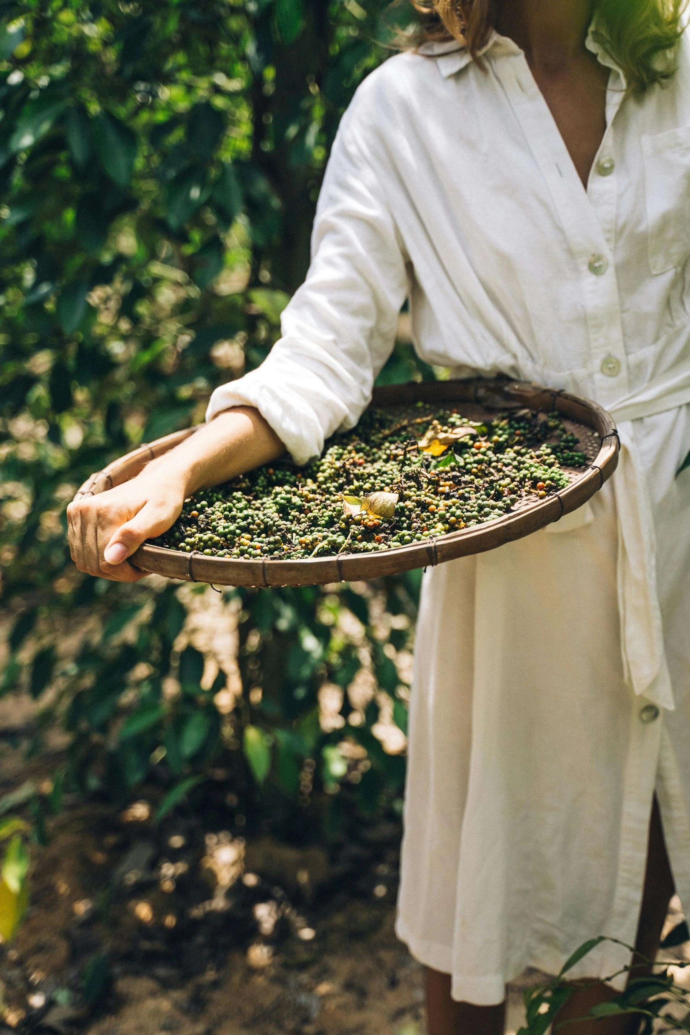 Person in white dress holding a racquet tray filled with freshly picked peppercorns in an outdoor setting with green foliage in the background.