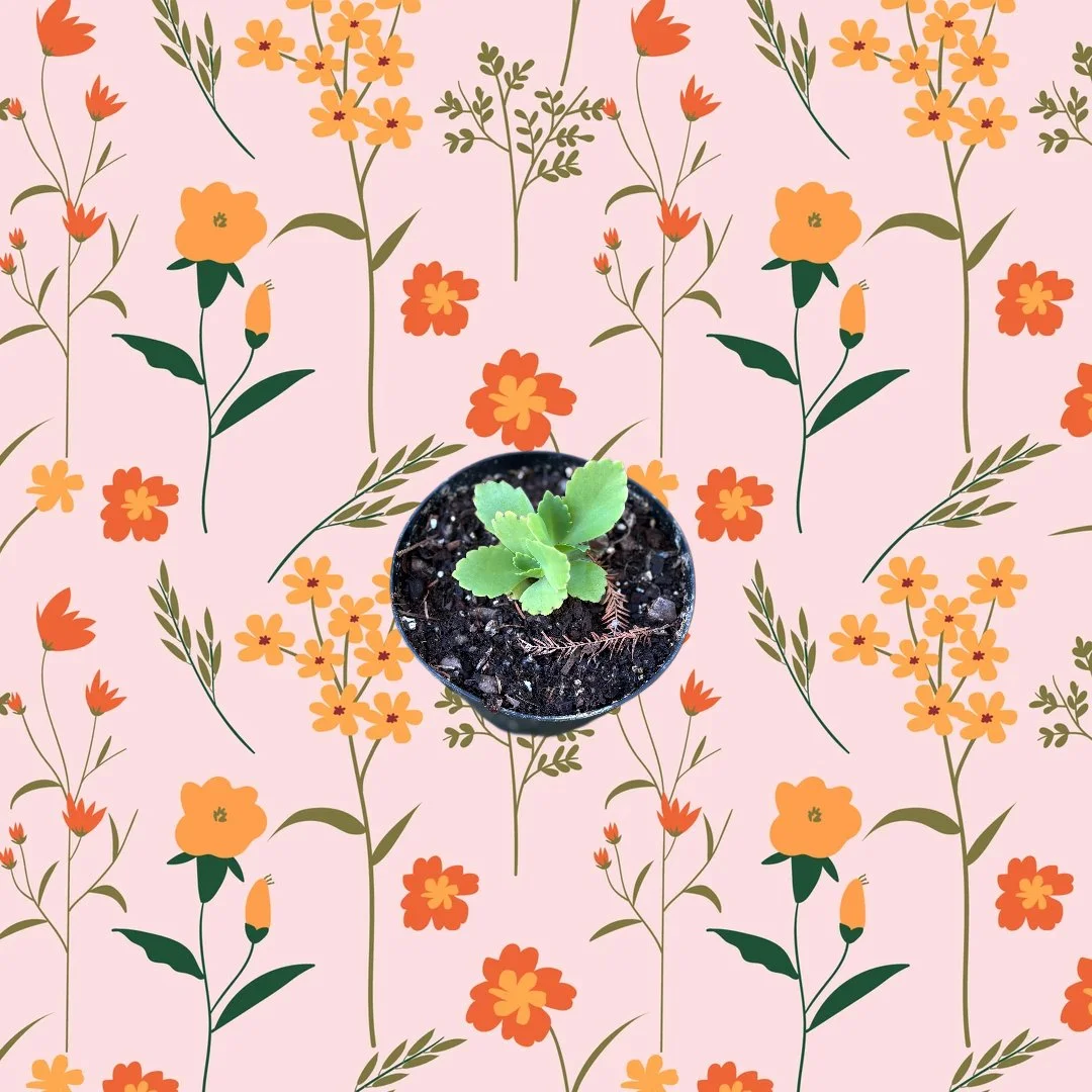 Large Mother of Millions