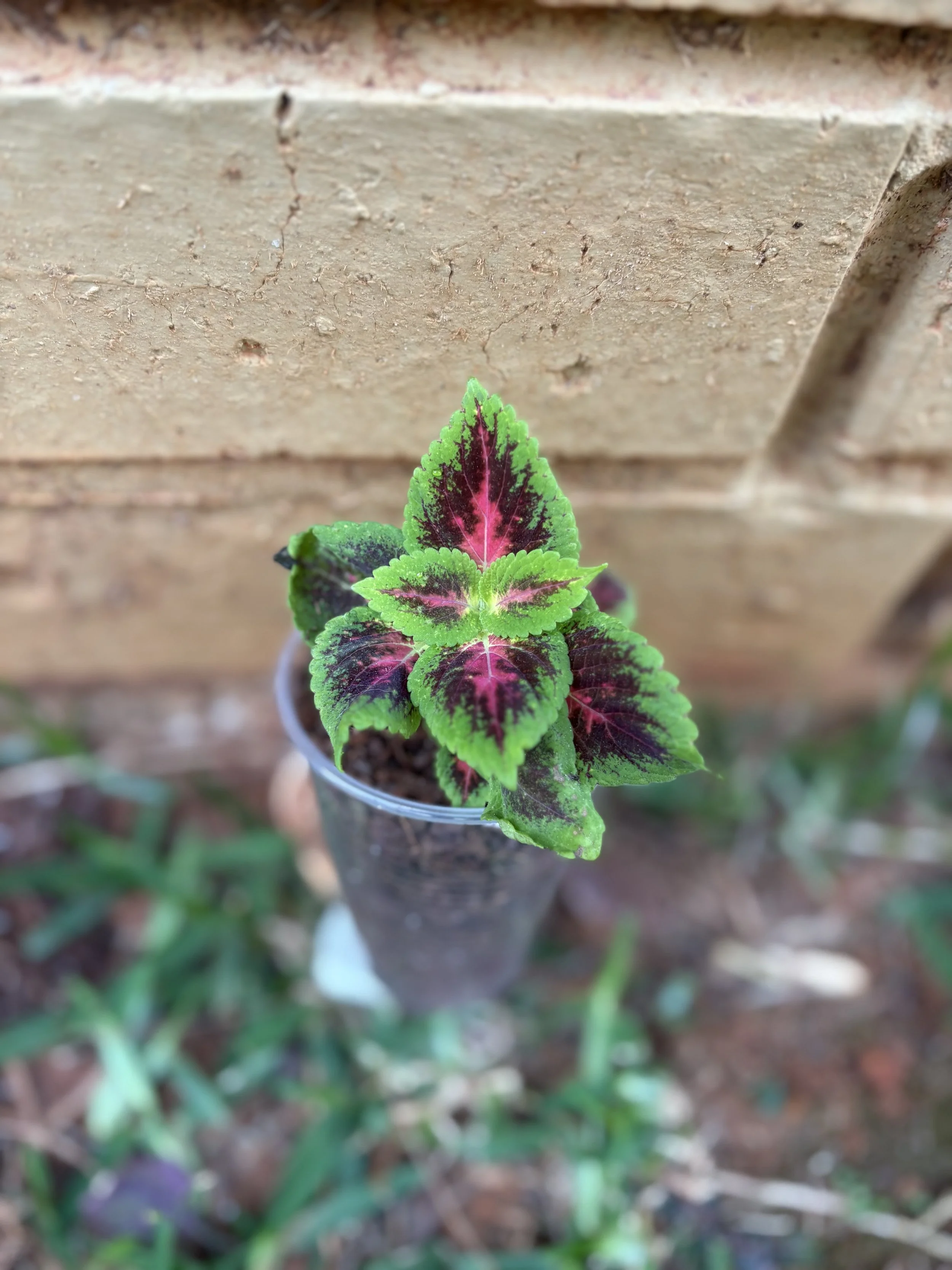 Chocolate Covered Cherry 1.jpg