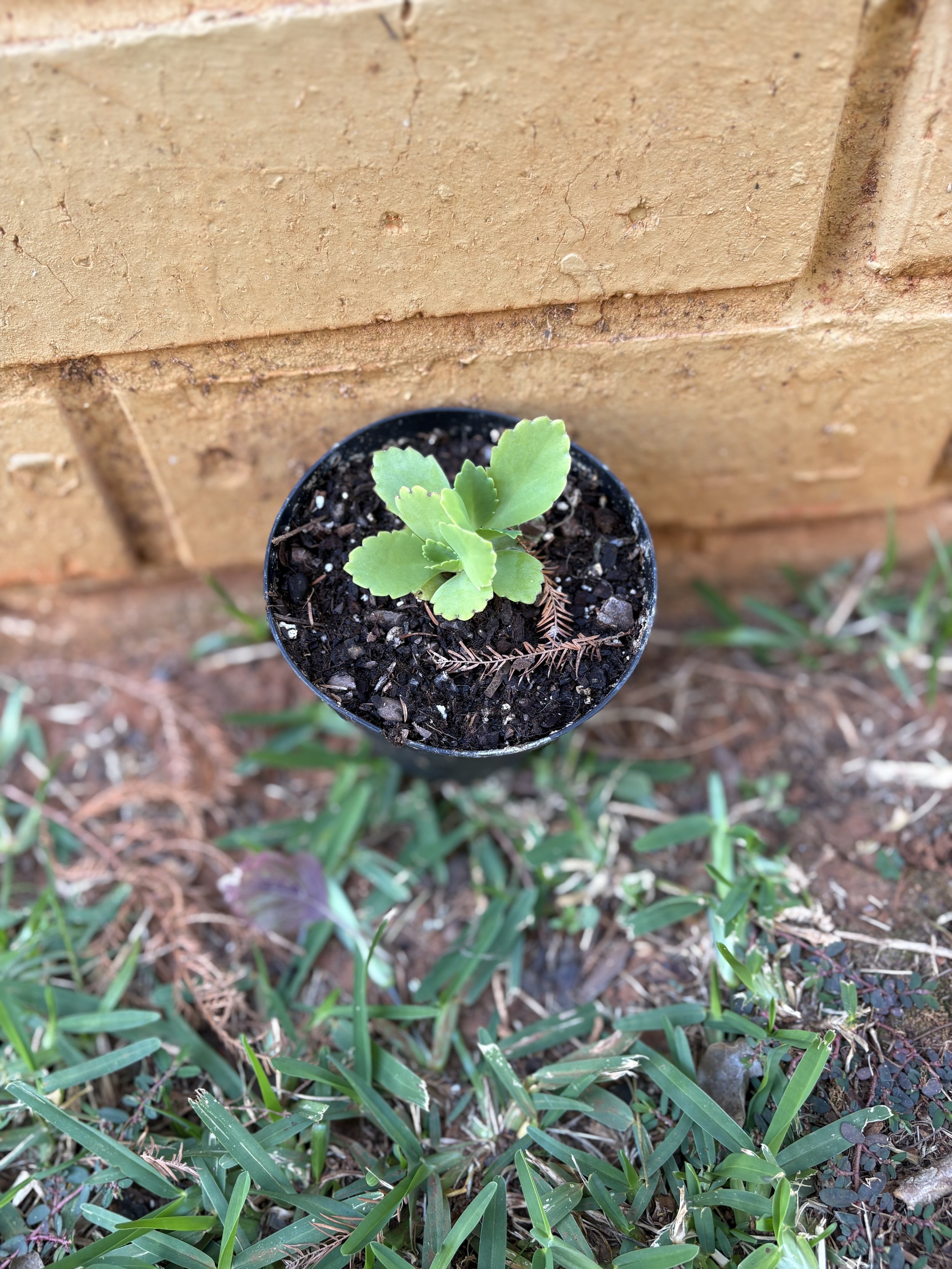 Large Mother of Millions 2.jpg