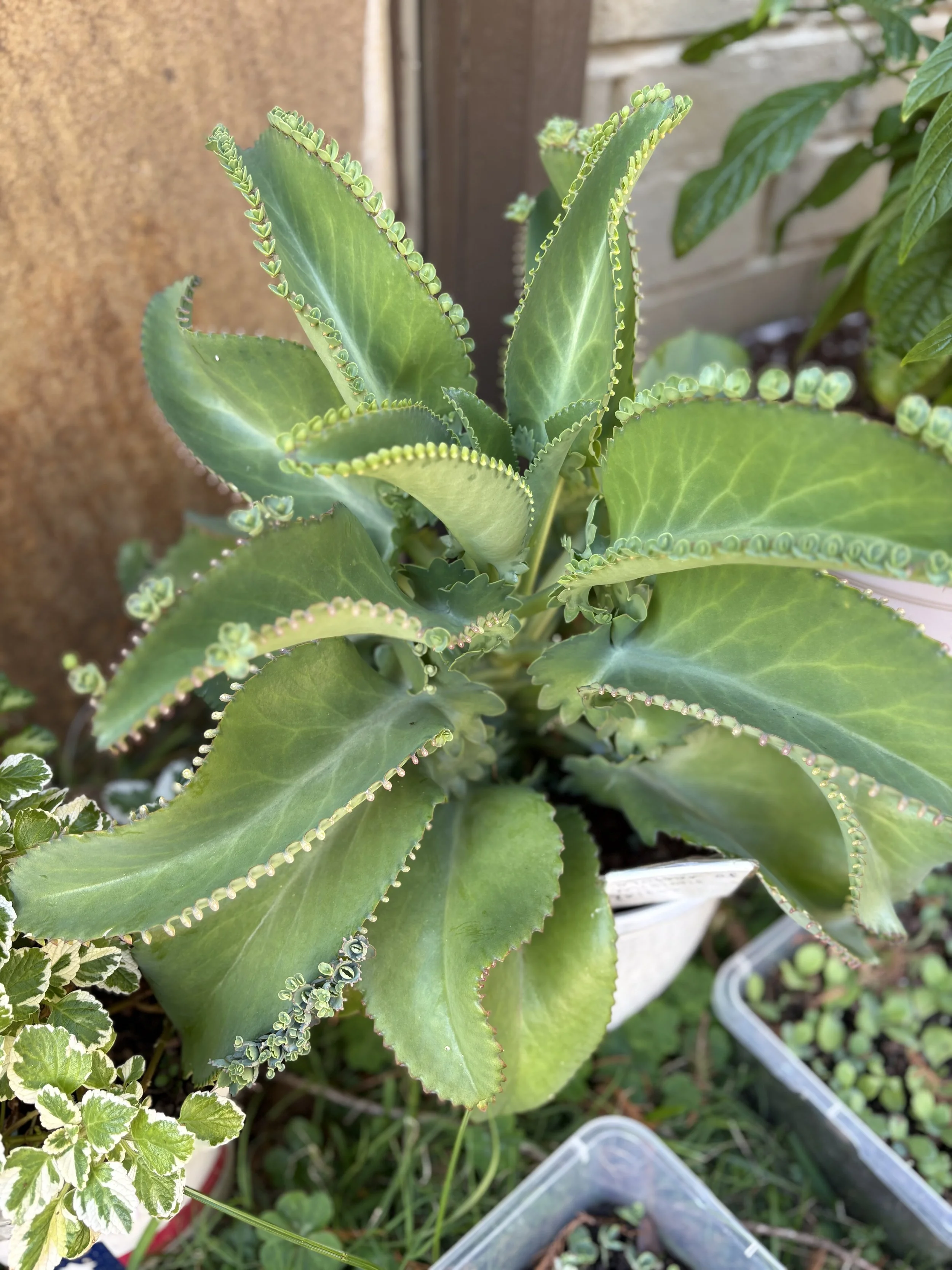 Mother of Millions Mother Plant.jpg