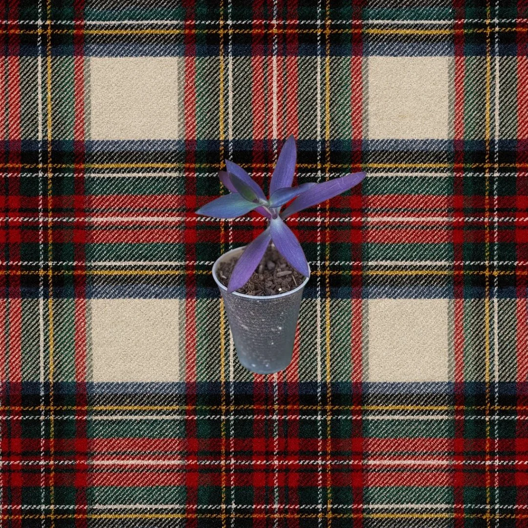 Purple Heart Holiday Pic.jpg