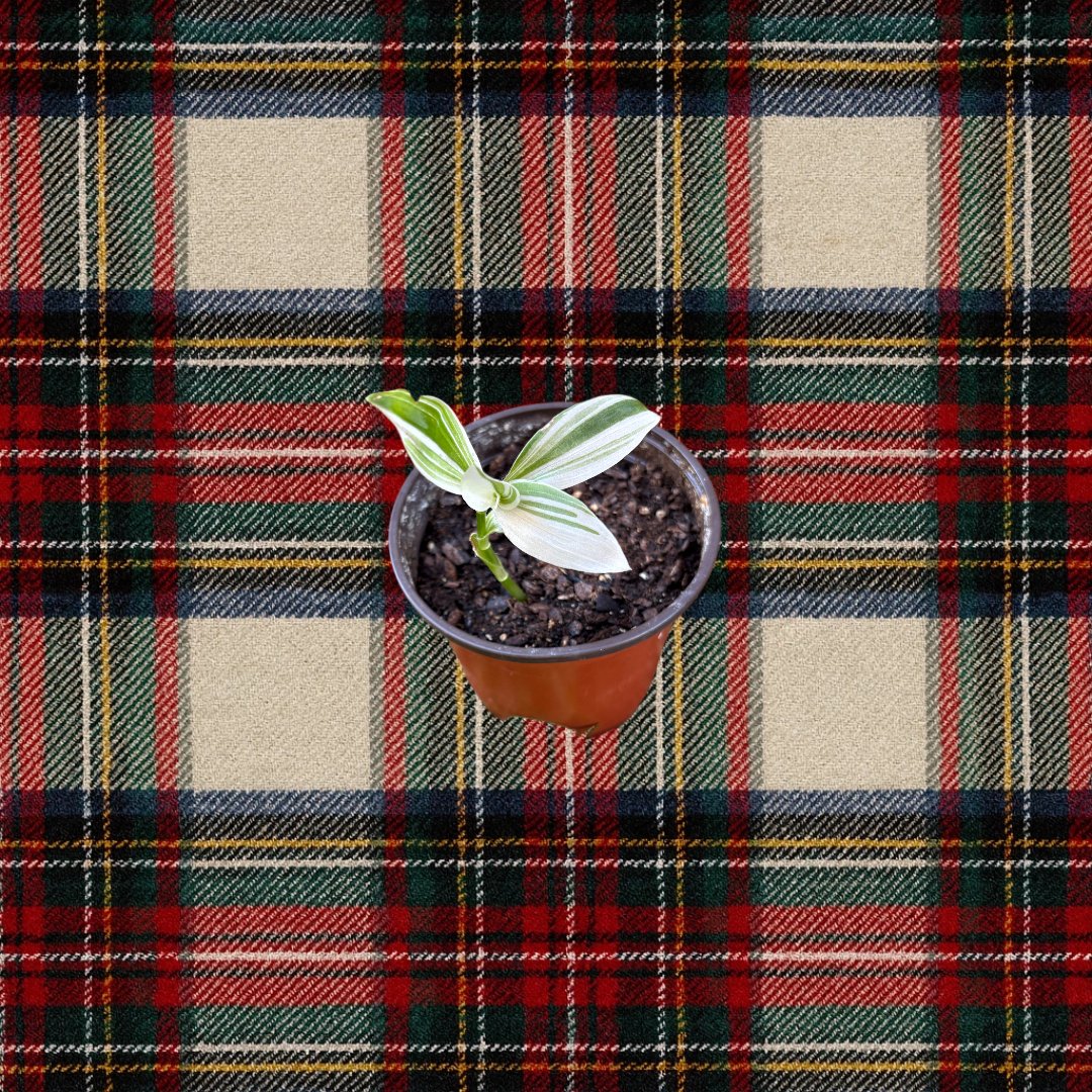 Variegated Tradescantia Zebrina