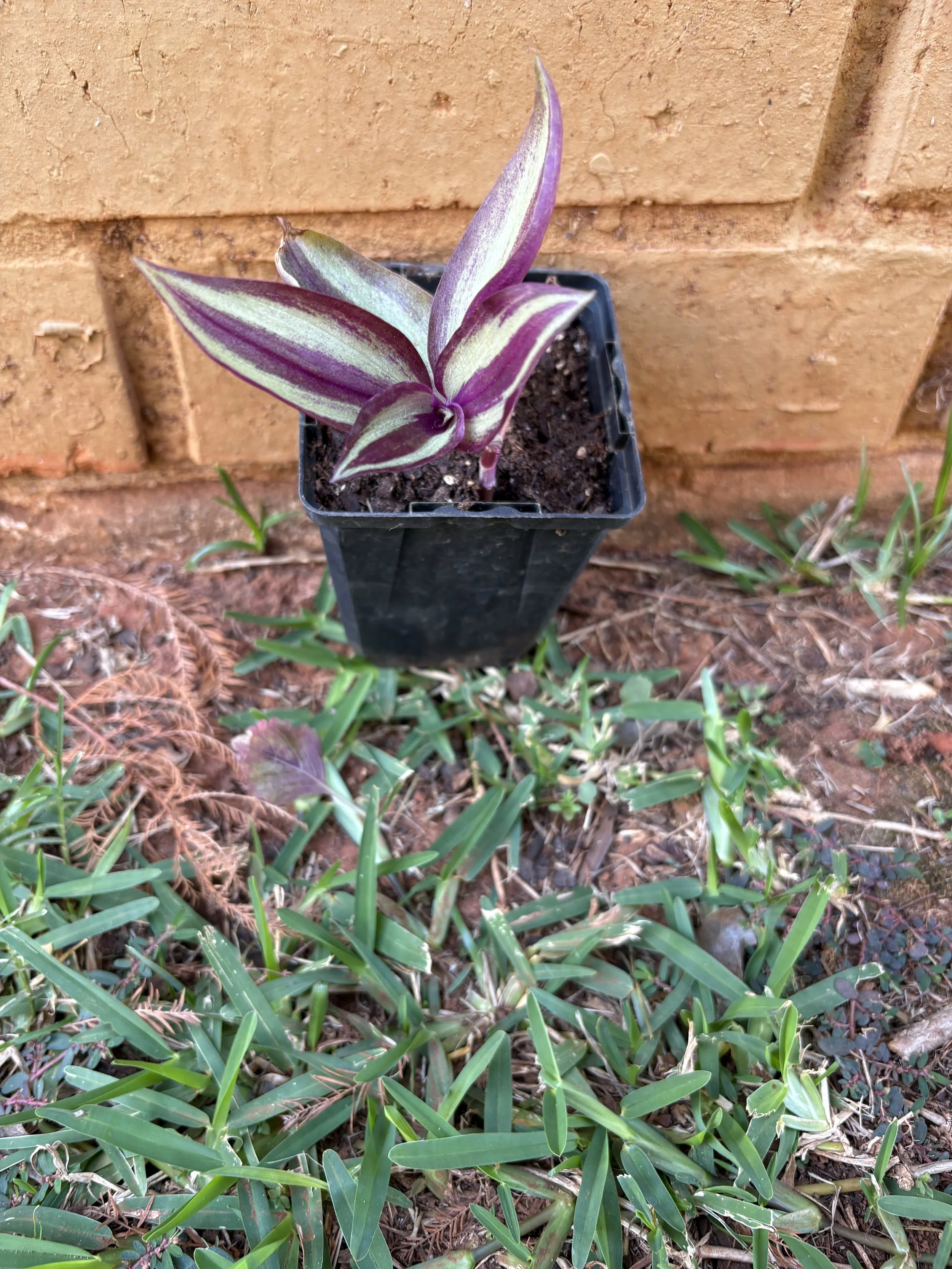 Tradscantia Zebrina 2.jpg