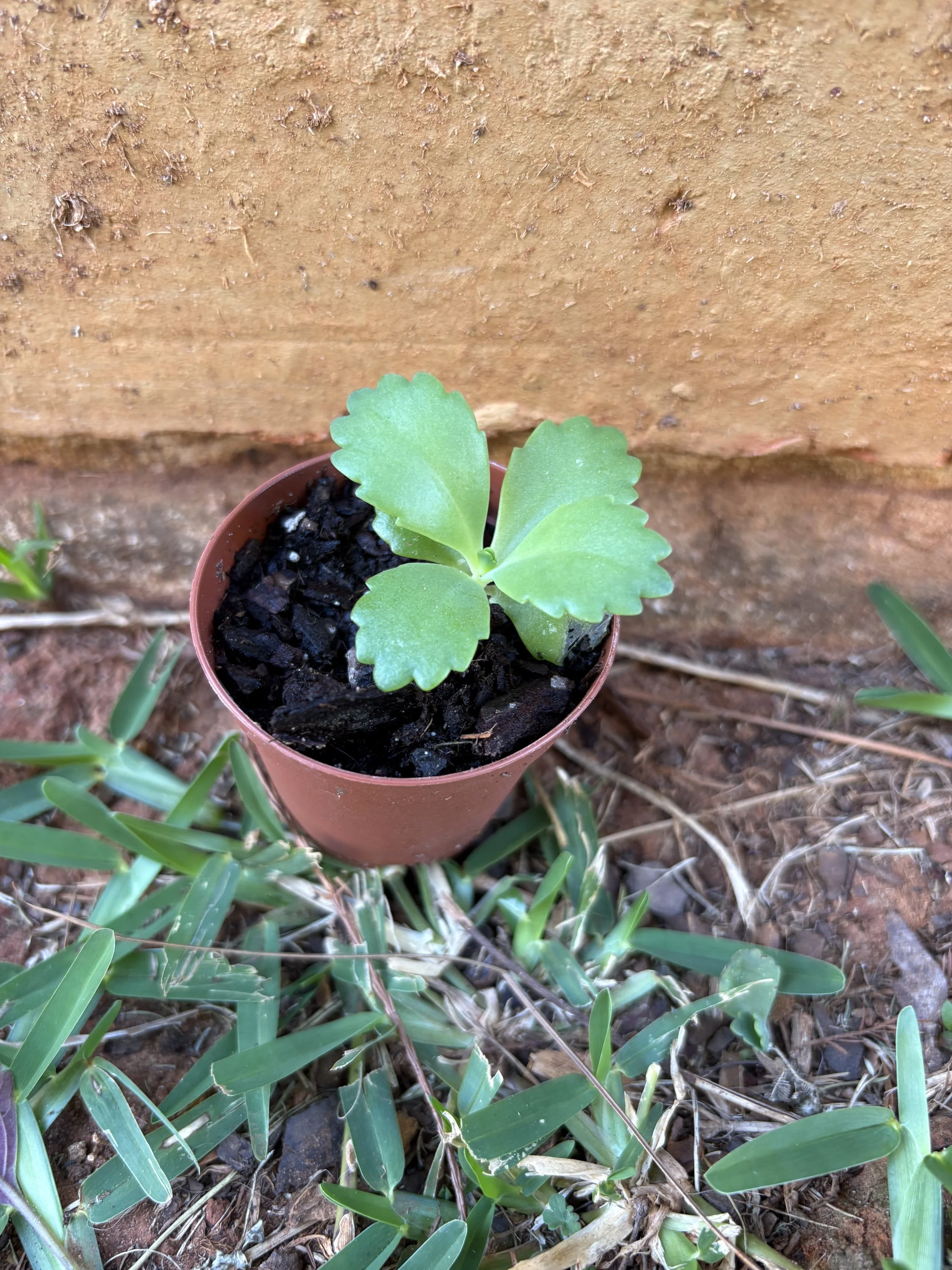 Small Mother of Milions 2.jpg