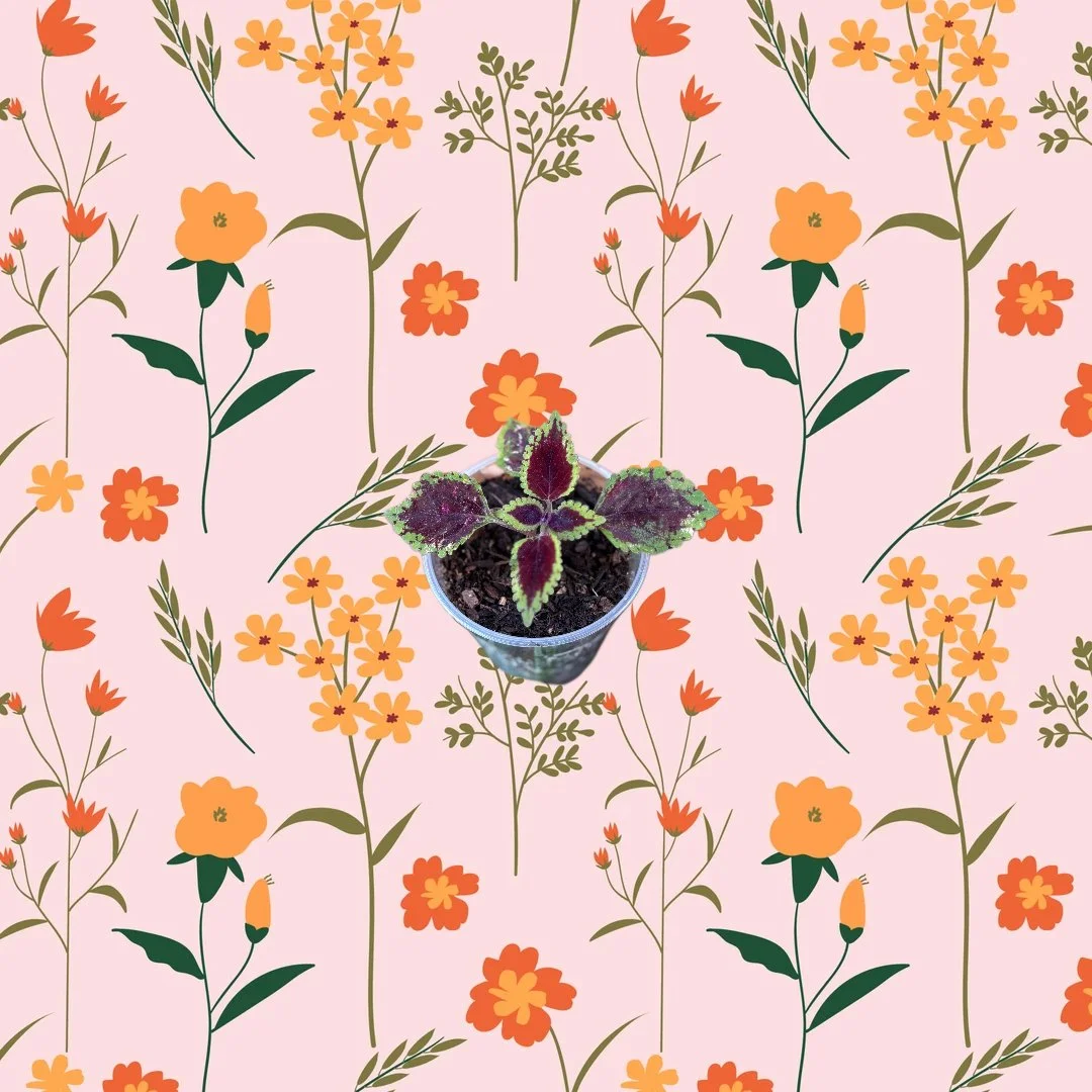 Wizard Scarlet Coleus