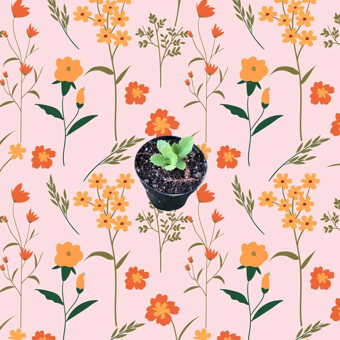 Small Mother of Millions