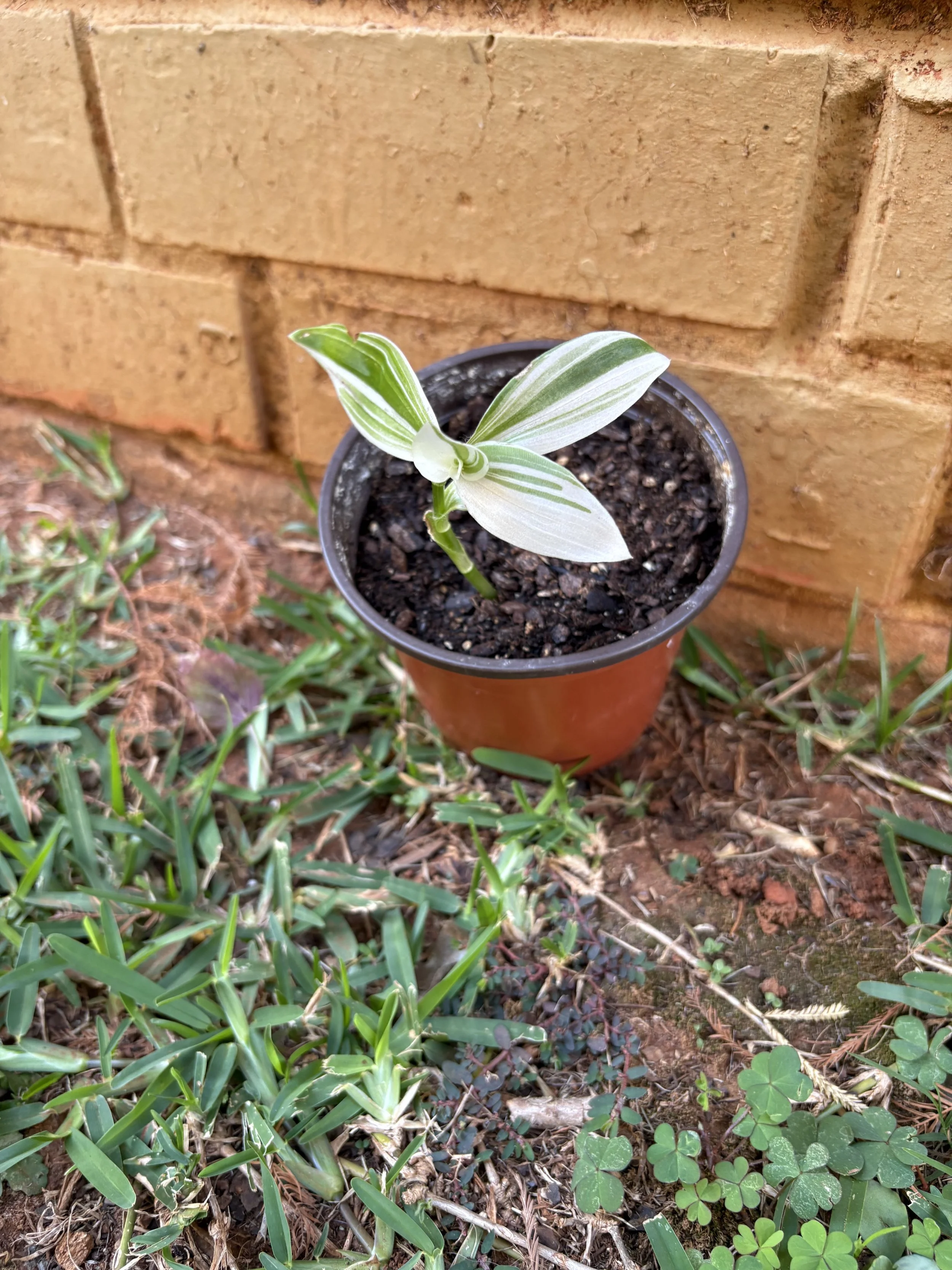 Variegated Tradscantia Zebrina 3.jpg