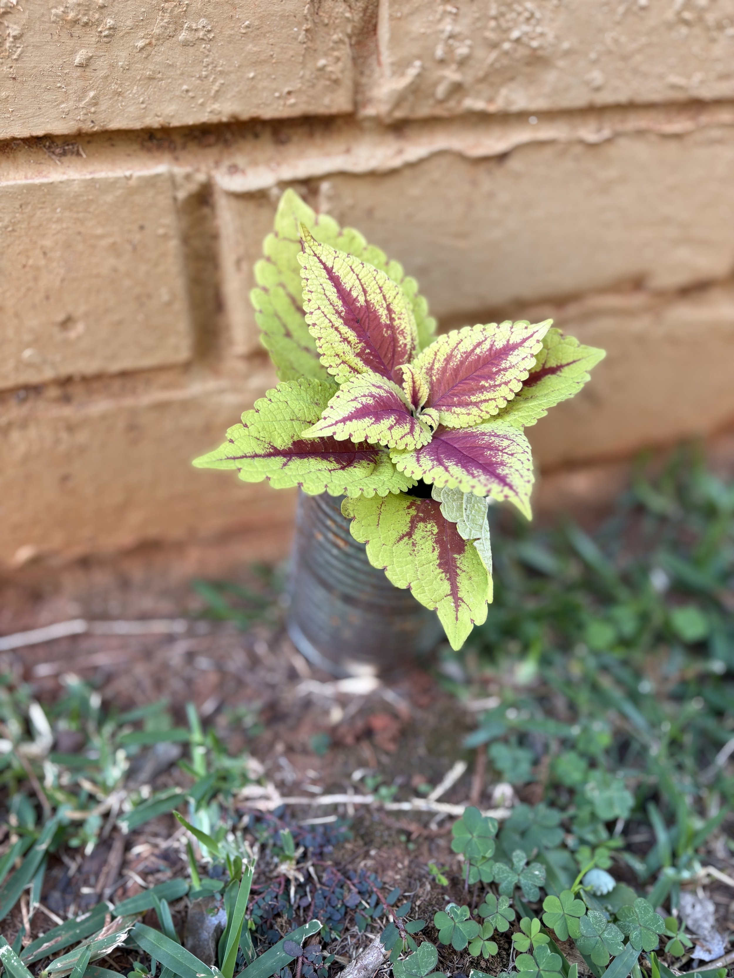 Kong Red Coleus 1.jpg
