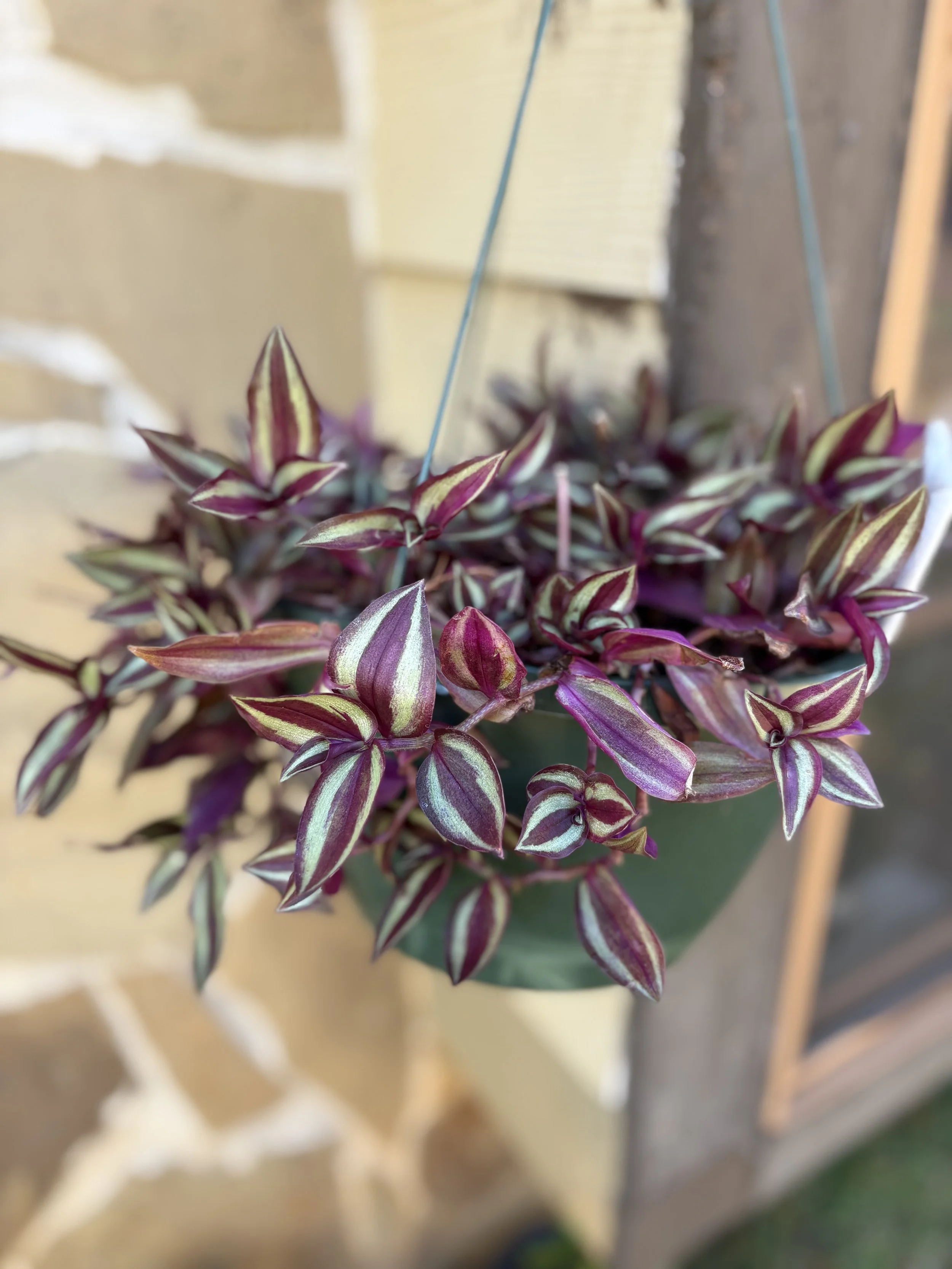 Tradscantia Zebrina Mother Plant.jpg