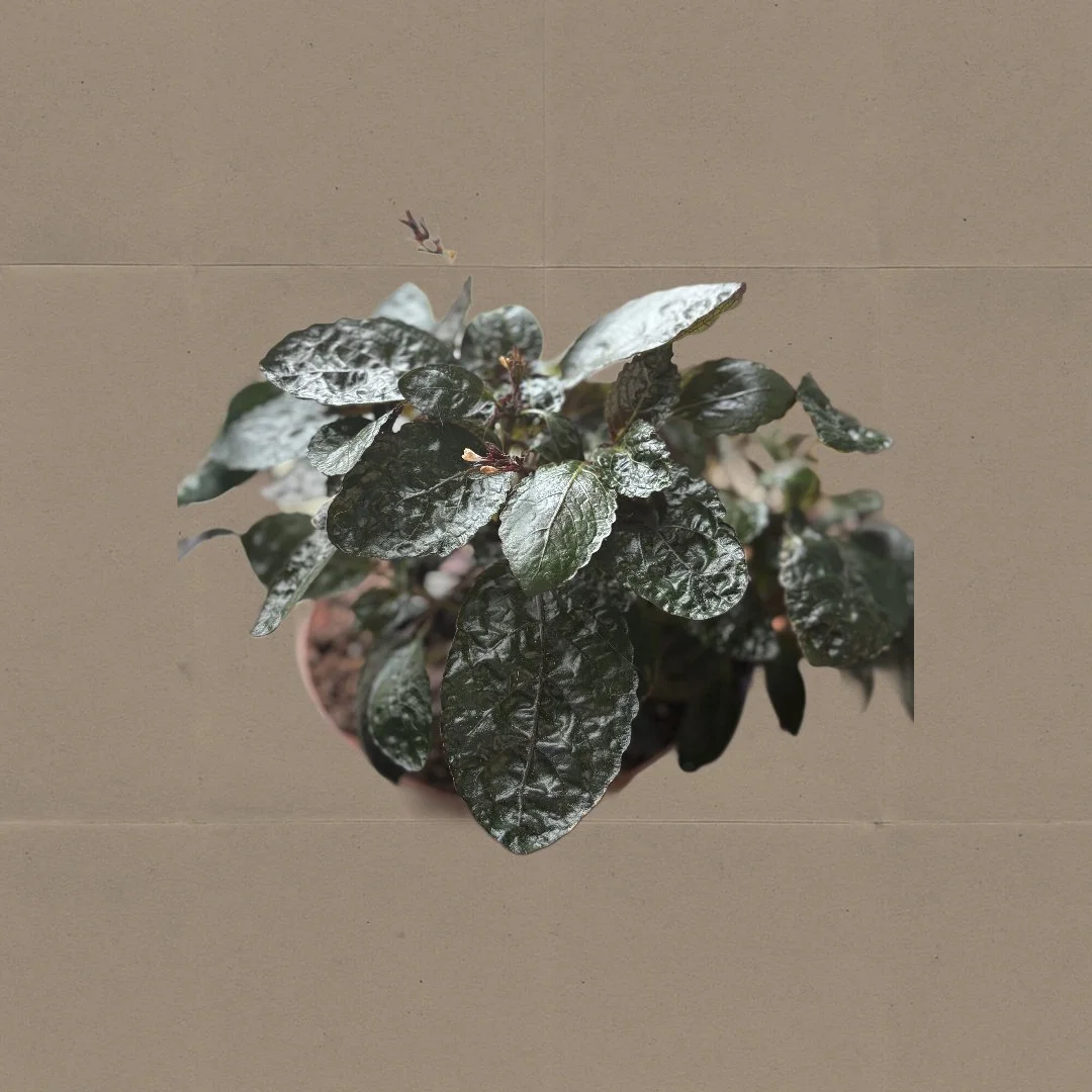 Purple Waffle Mother Plant Brown BG.jpg