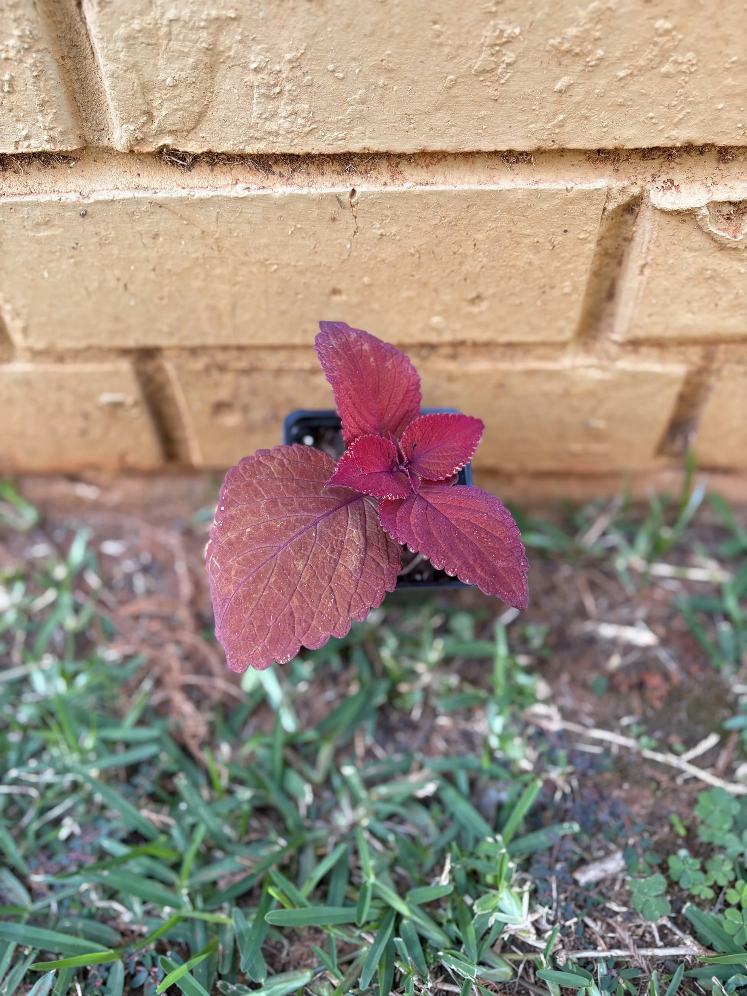 Campfire Coleus 2.jpg