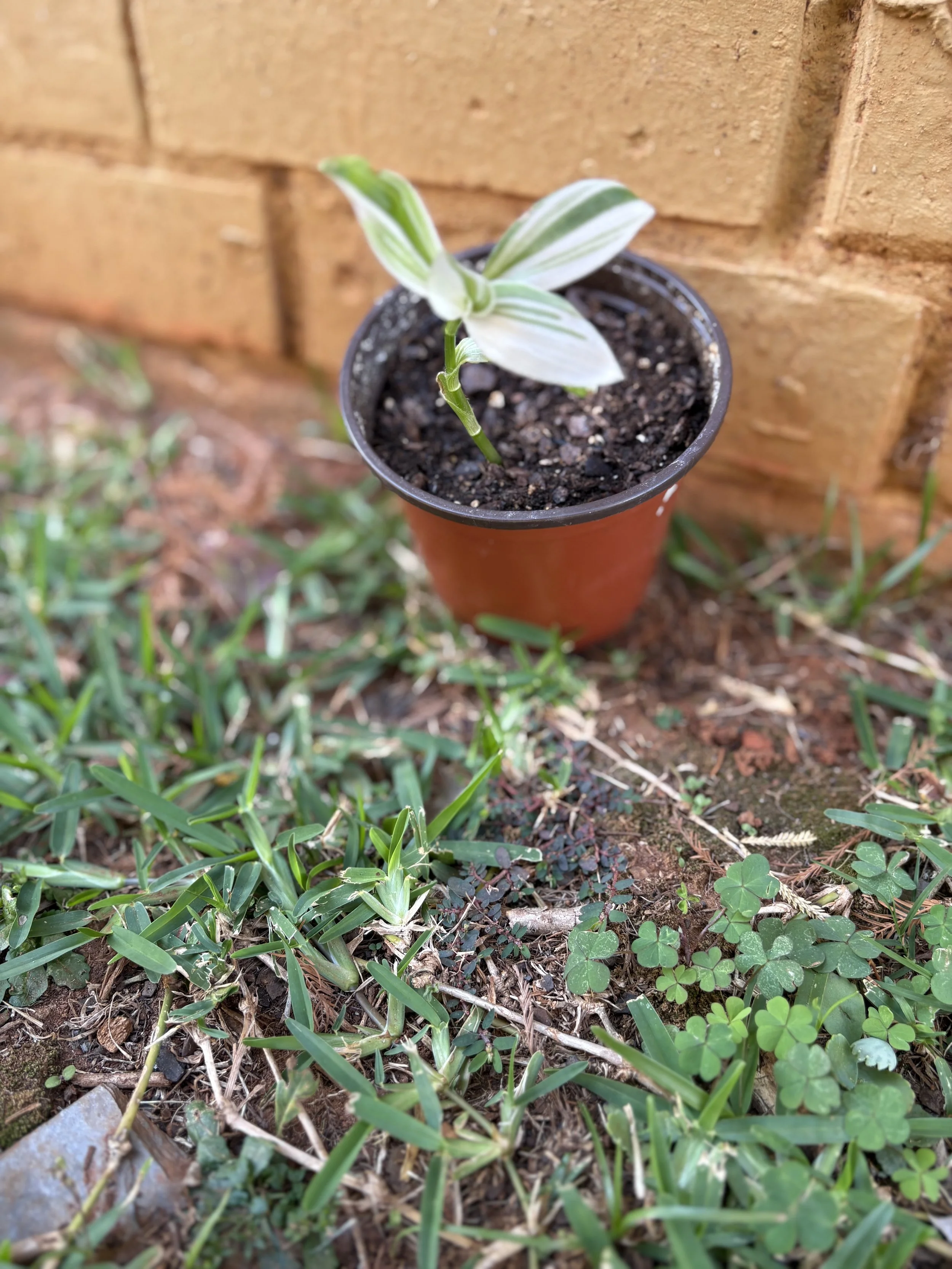 Variegated Tradscantia Zebrina 1.jpg