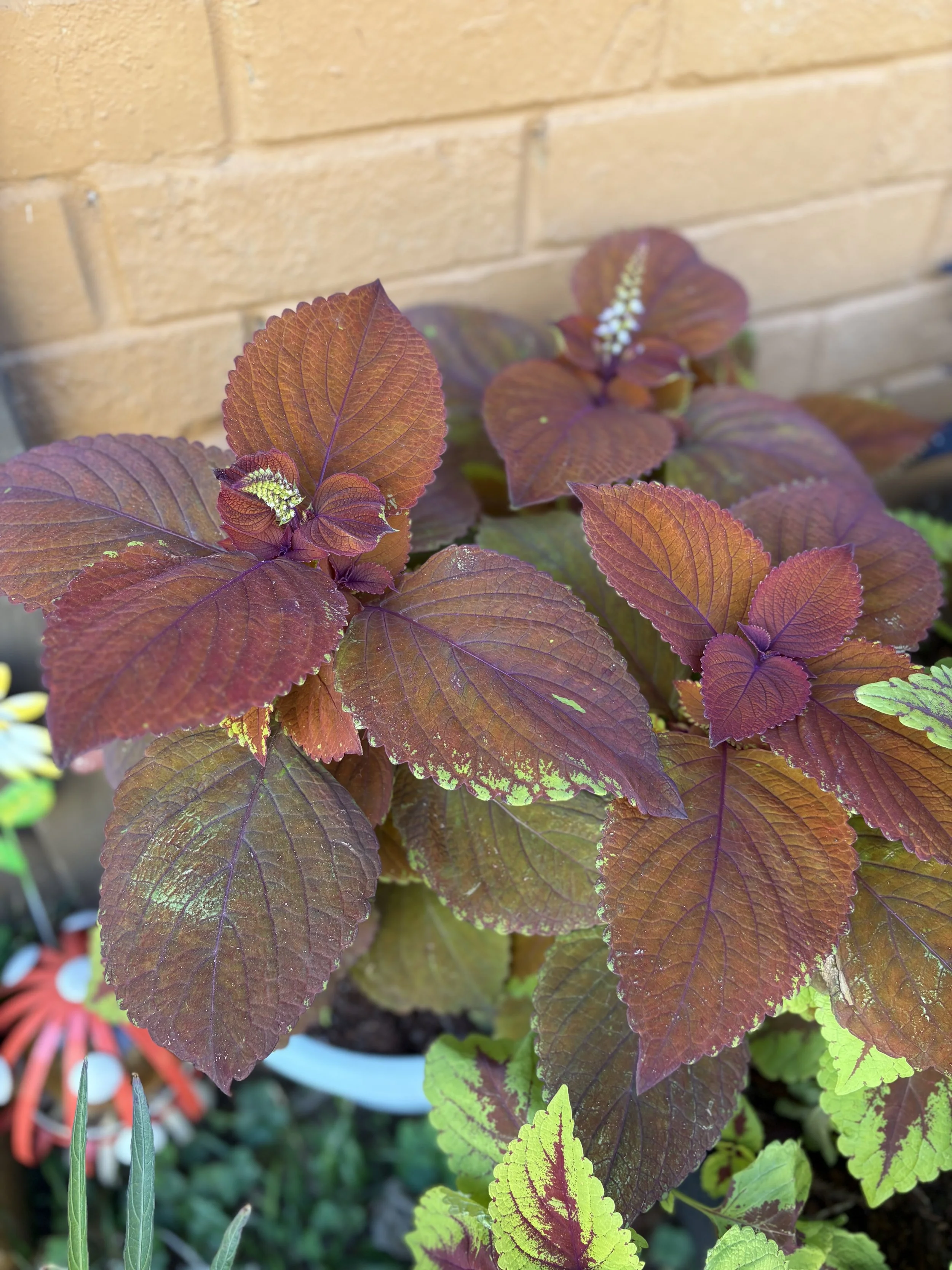 Campfire Coleus Mother plant.jpg