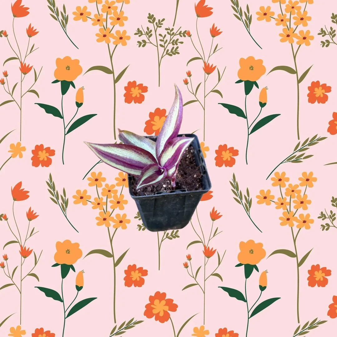 Tradescantia Zebrina