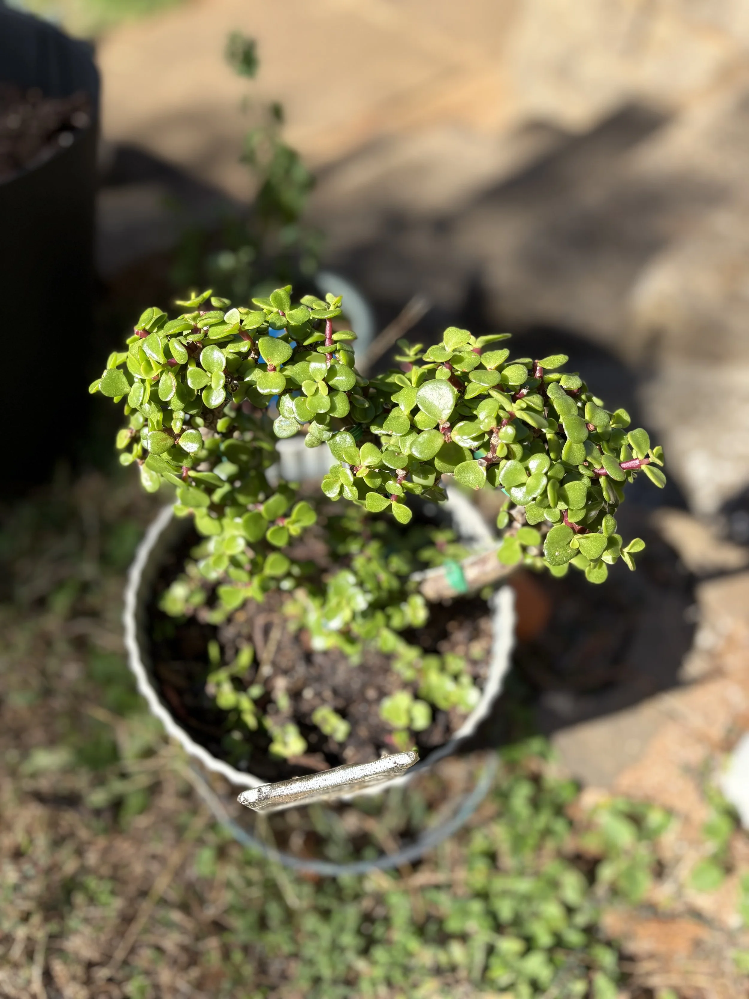 Elephant Bush Mother Plant.jpg