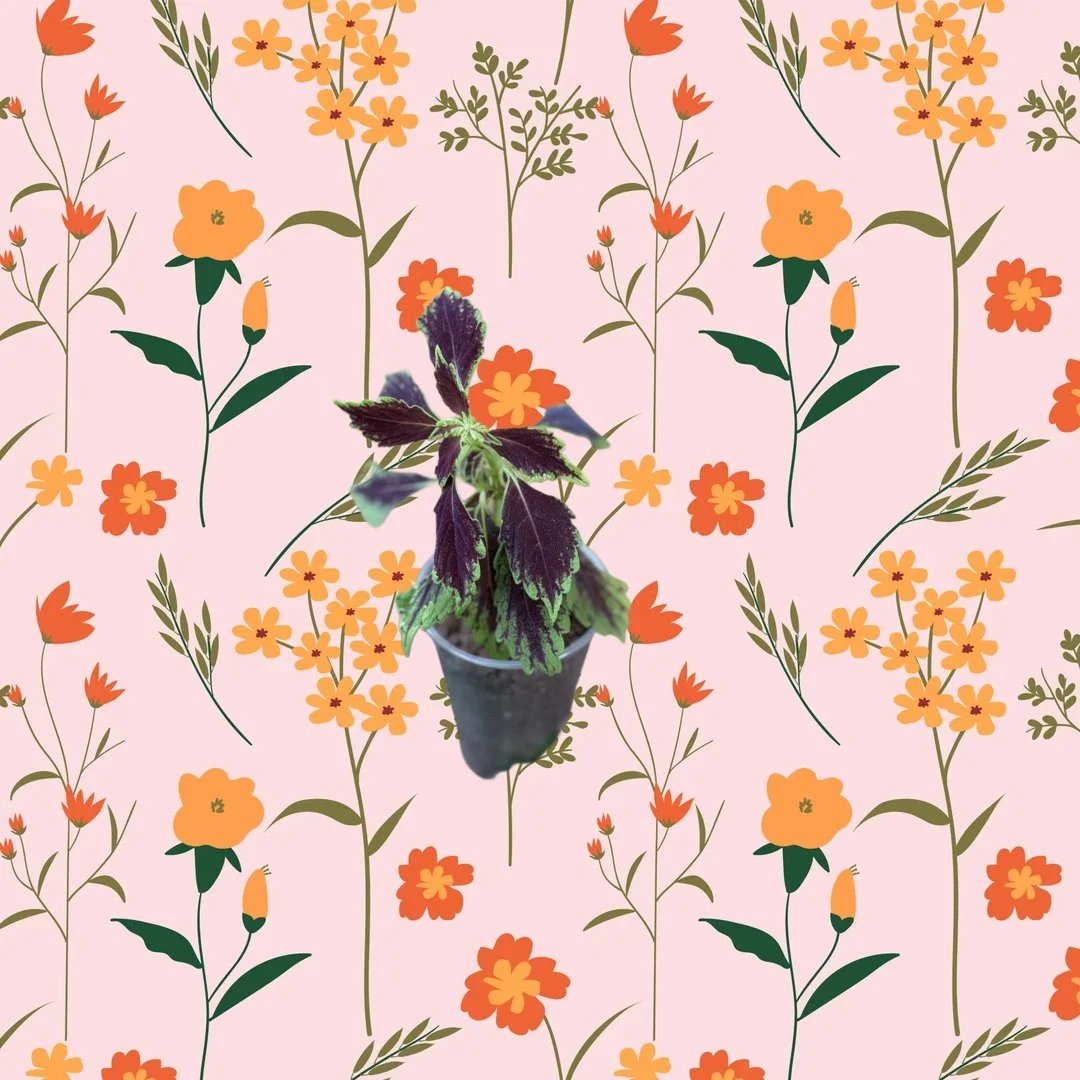 Wizard Mosaic Coleus