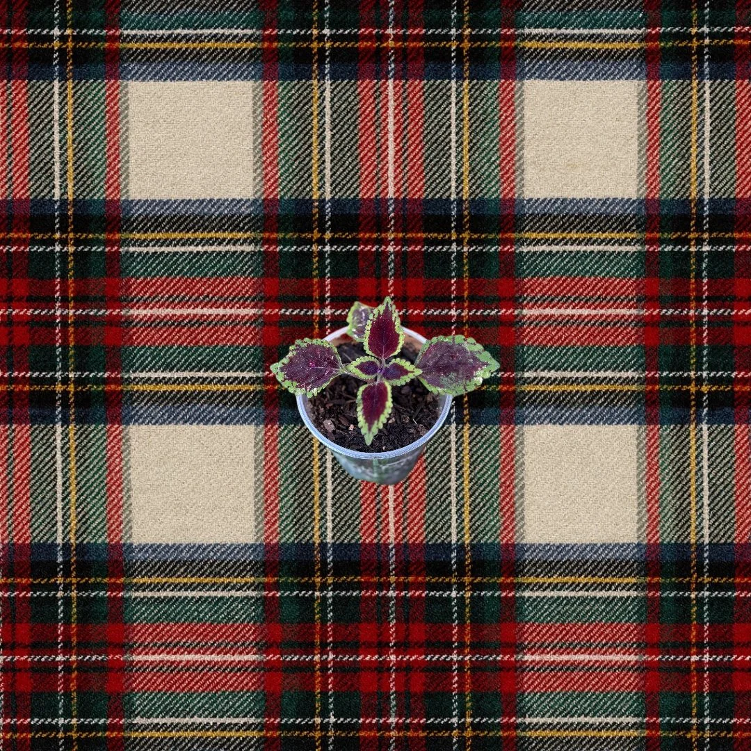 Wizard Scarlet Coleus