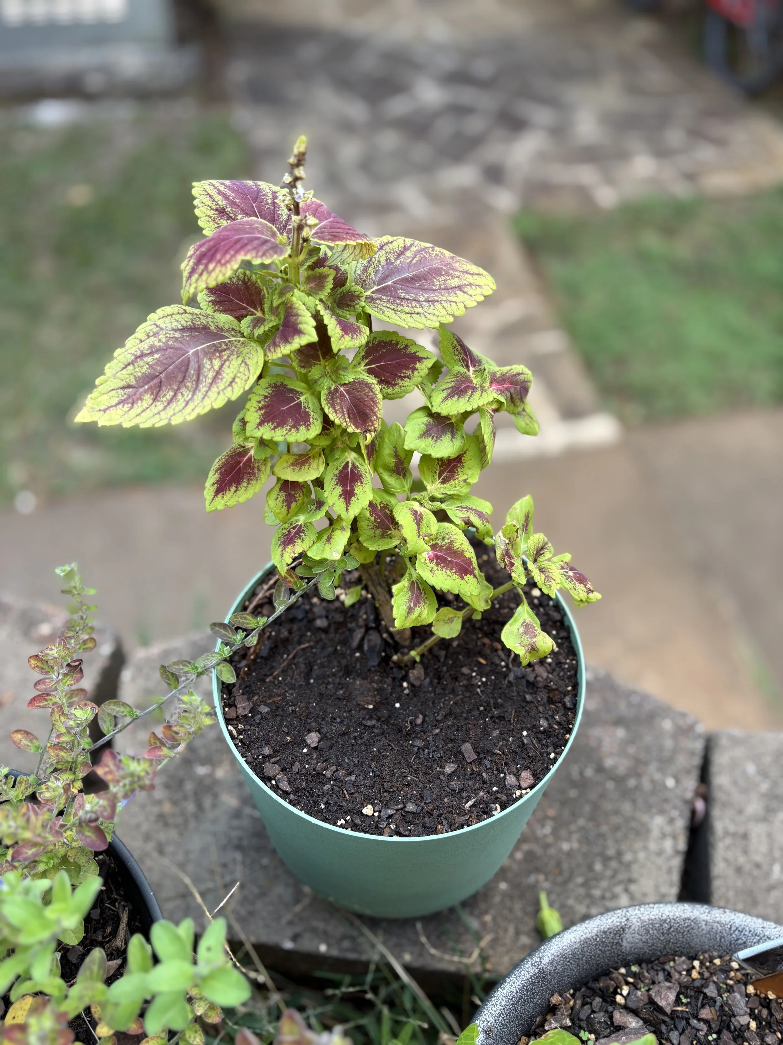 Chocolate Covered Cherry Mother Plant.jpg