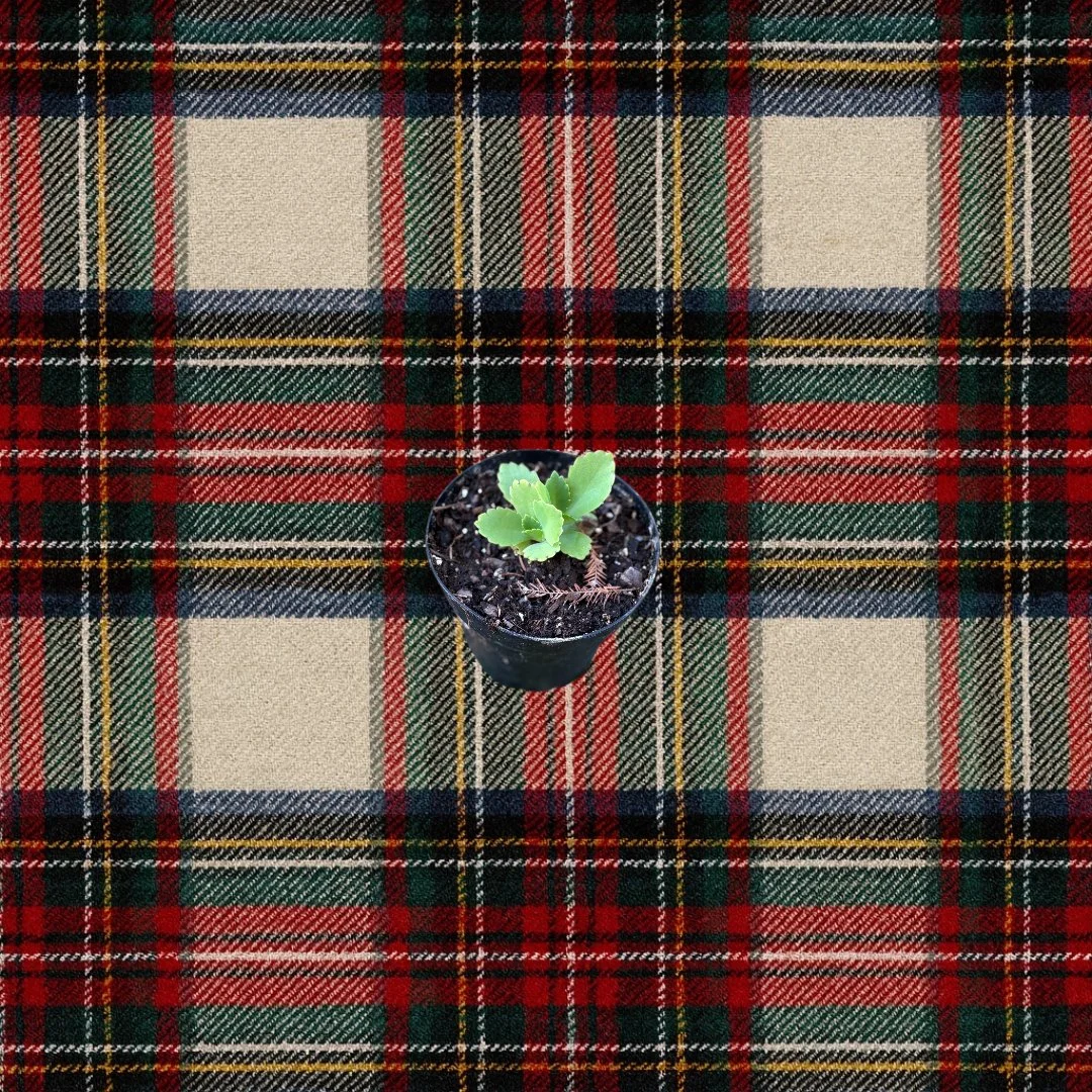 Small Mother of Millions