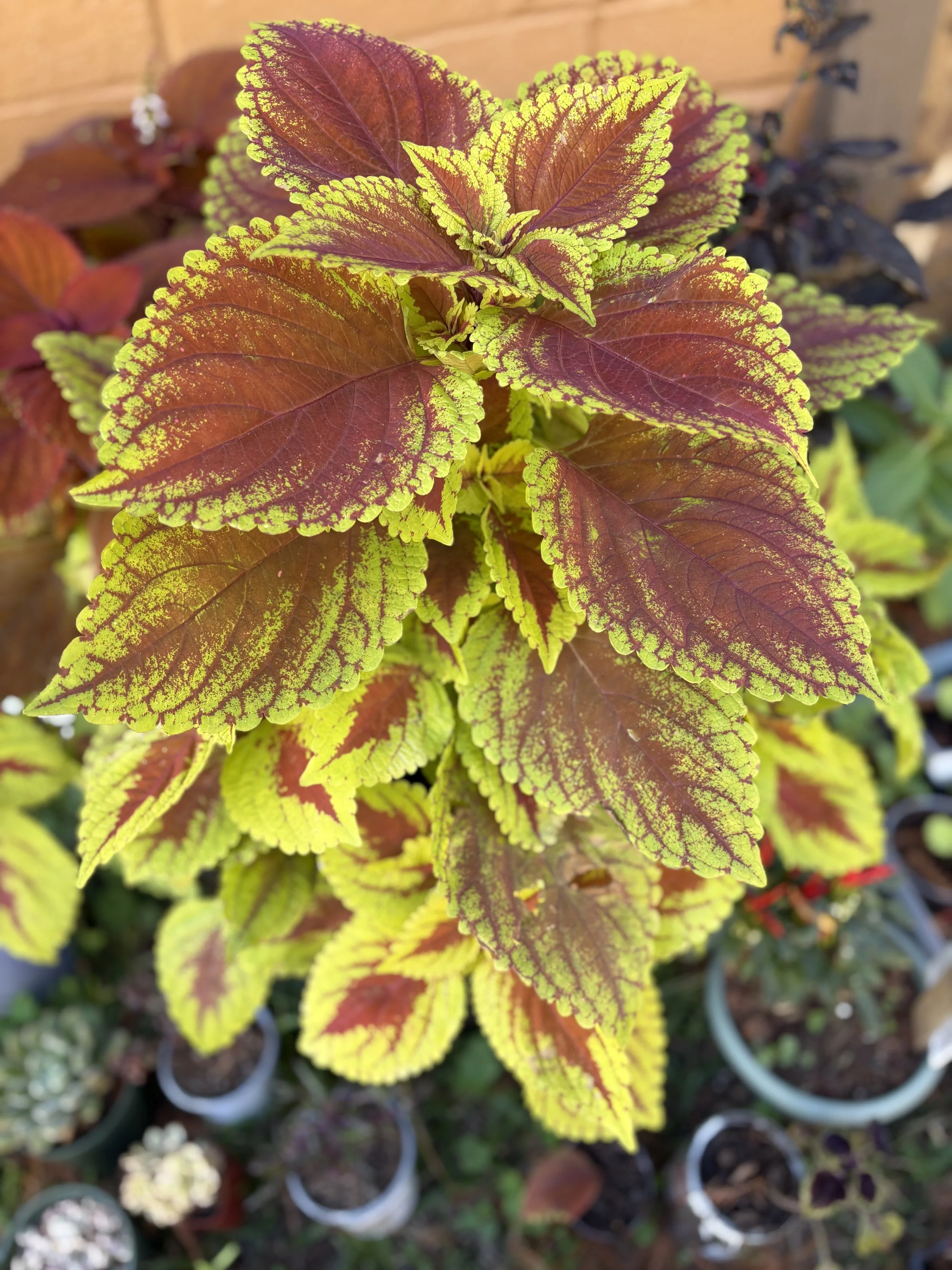 Kong Red Coleus Mother Plant.jpg