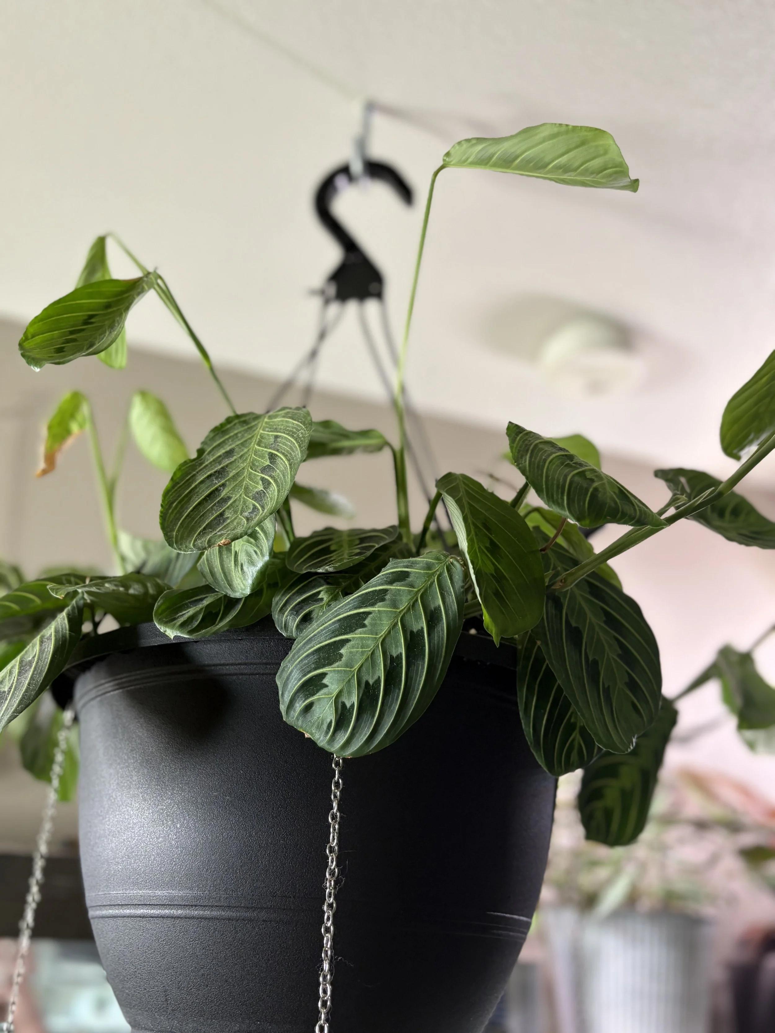 Prayer Mother Plant.jpg