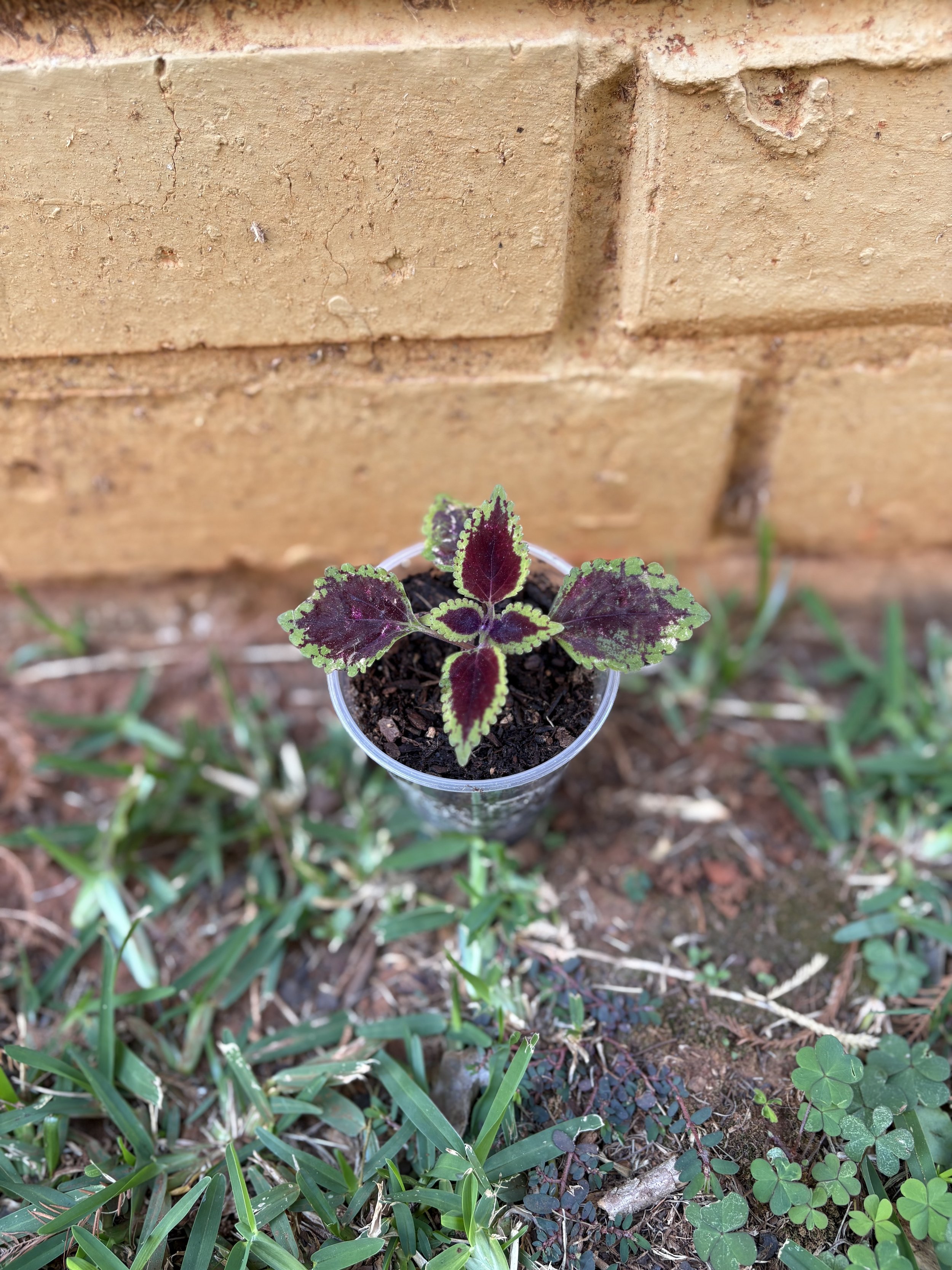 Wizard Scarlet Coleus 1.jpg