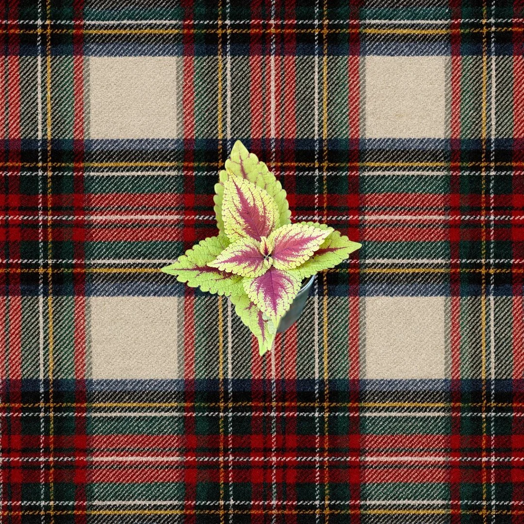 Kong Red Coleus Holiday Pic.jpg