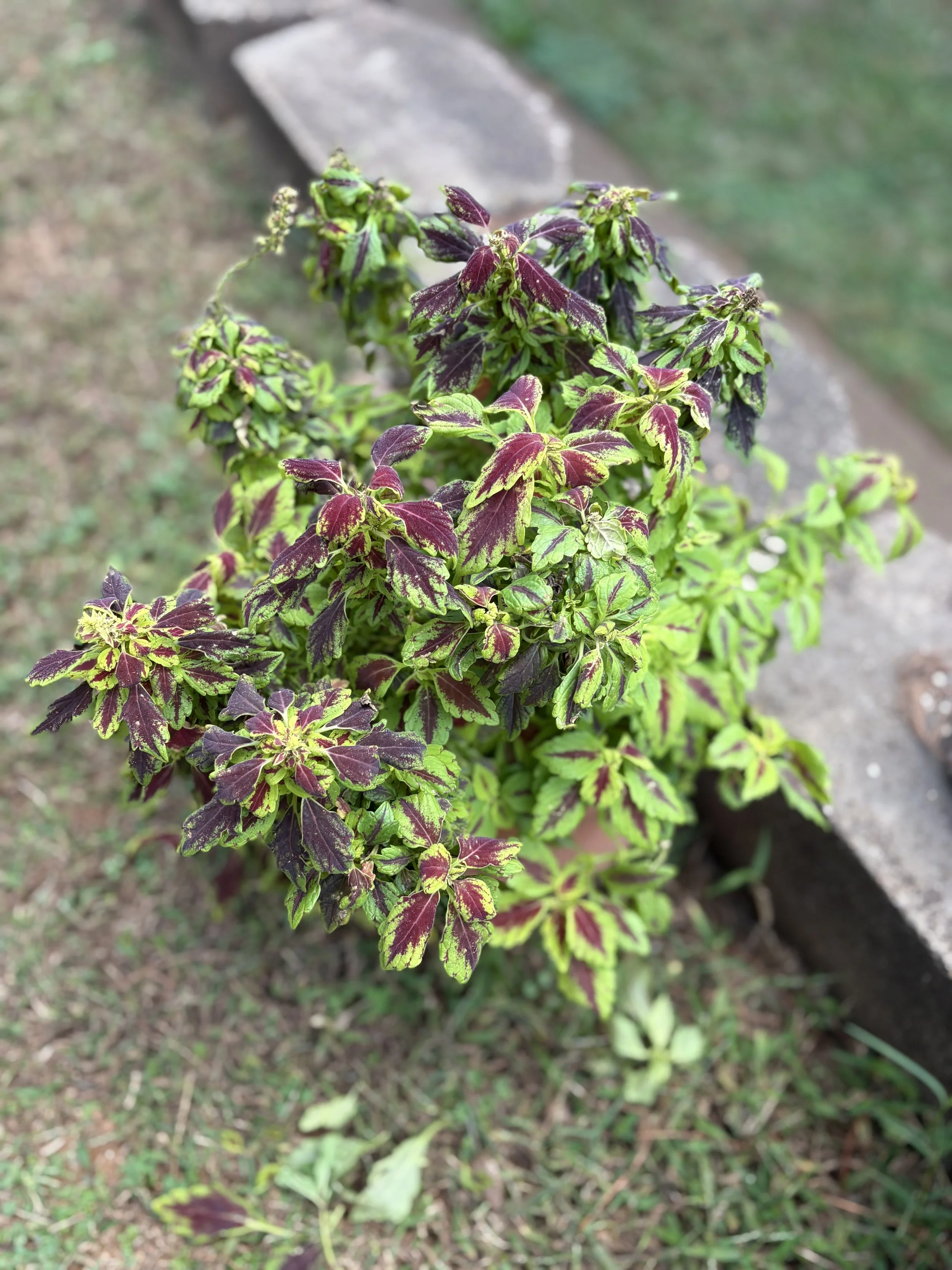 Wizard Mosaic Mother Plant.jpg