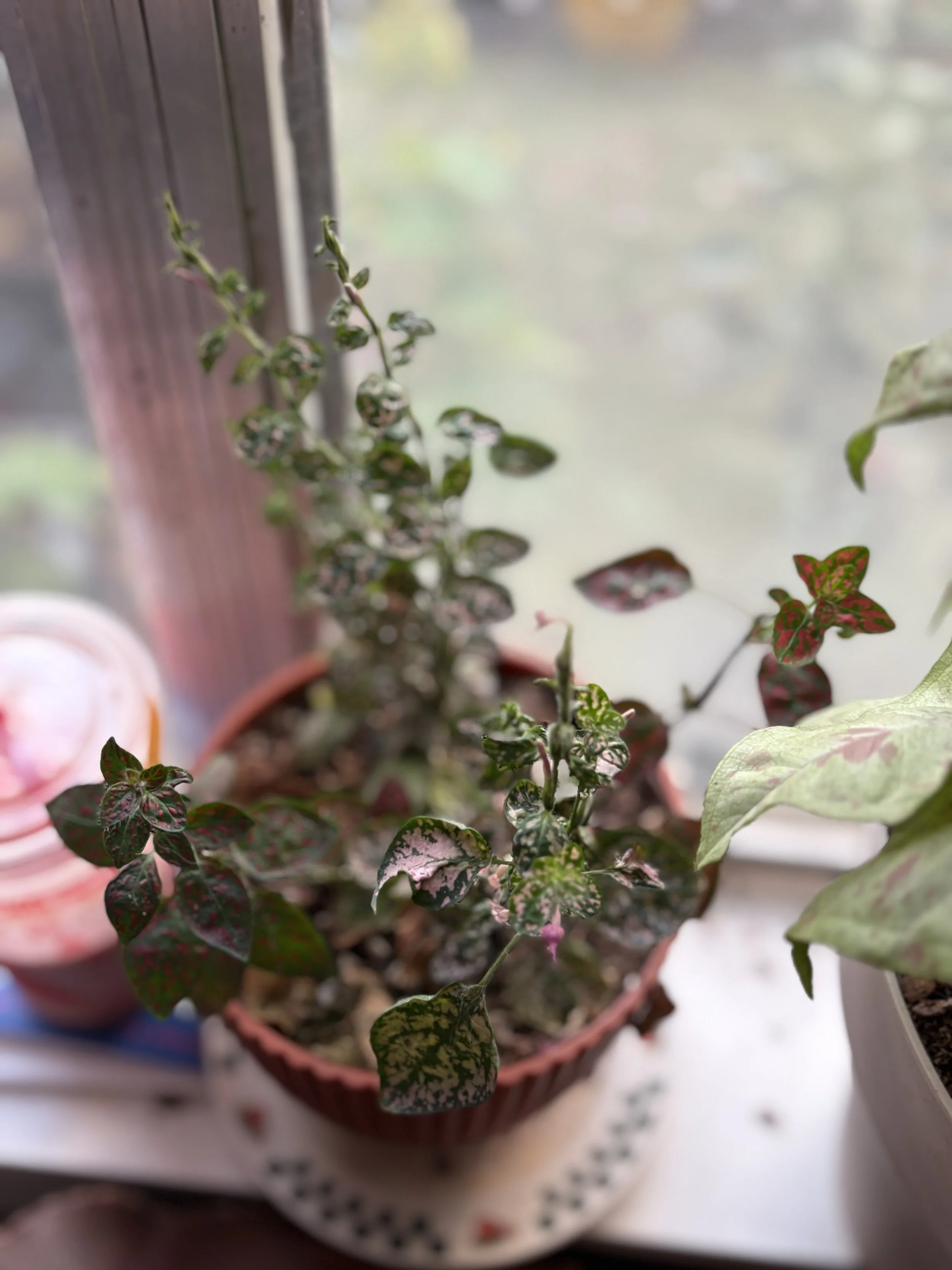 Polka Dot Mother Plant.jpg