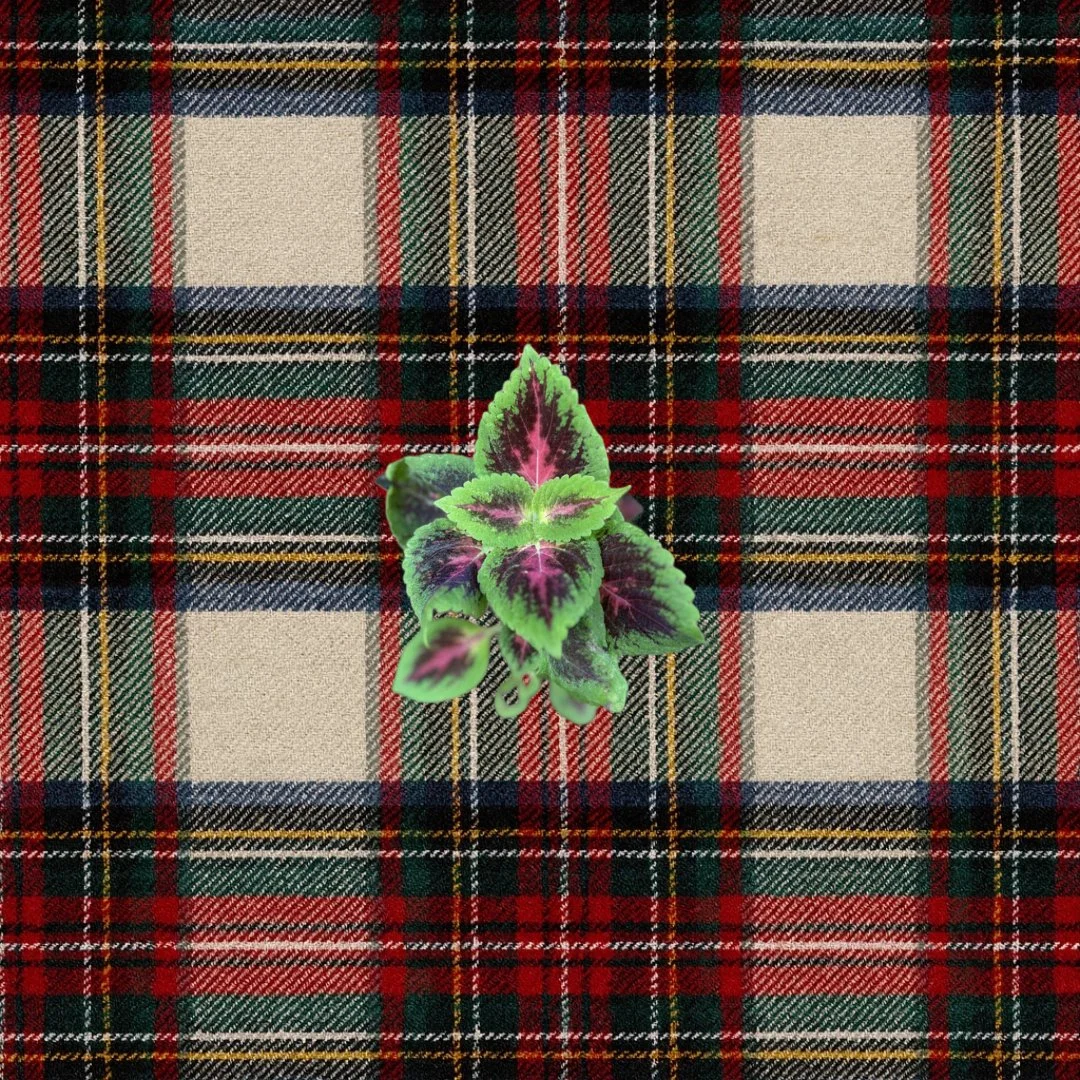 Chocolate Covered Cherry Coleus