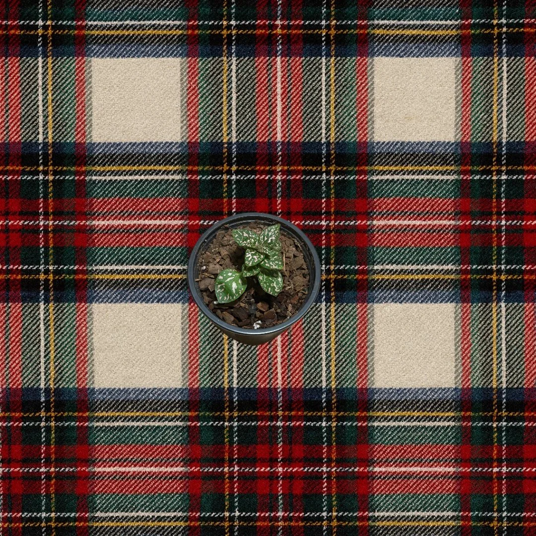 Polka Dot Plant