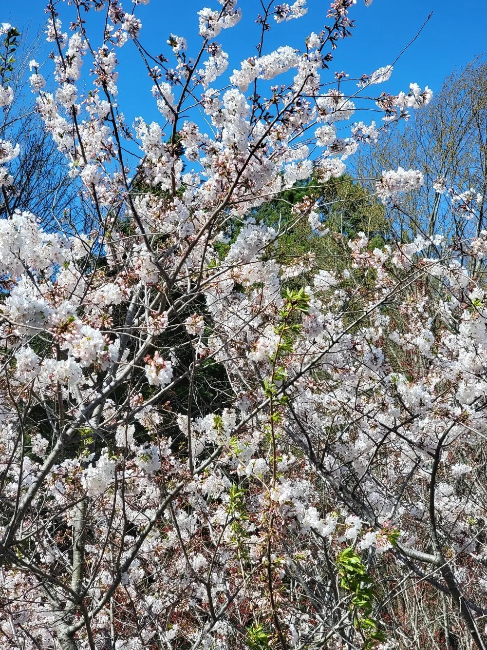 One Month Daily Healing & Clearing