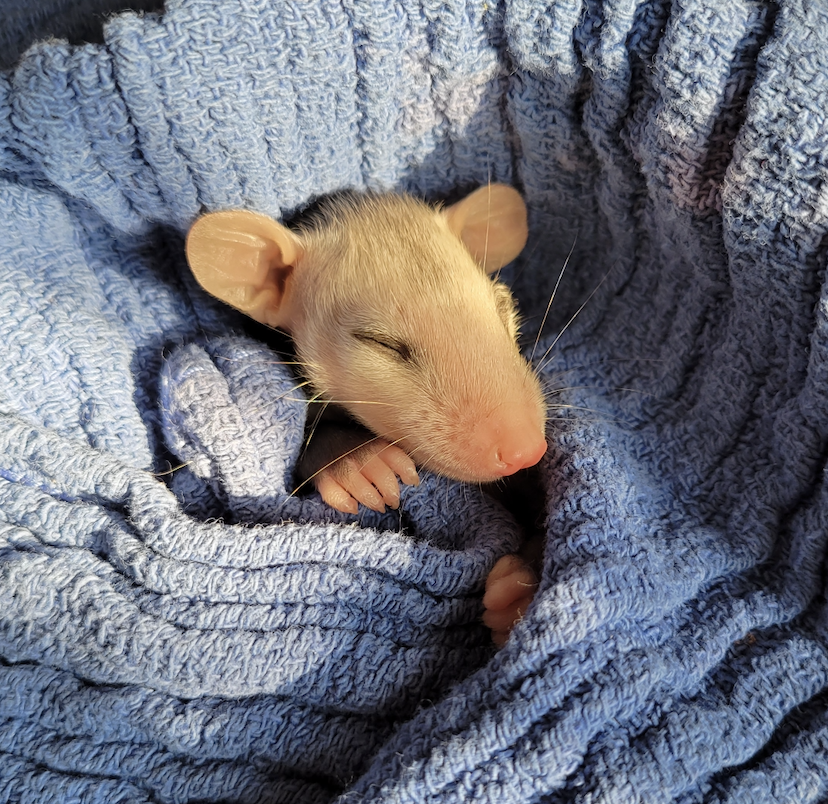A baby opossum sleeps in a blue towel.
