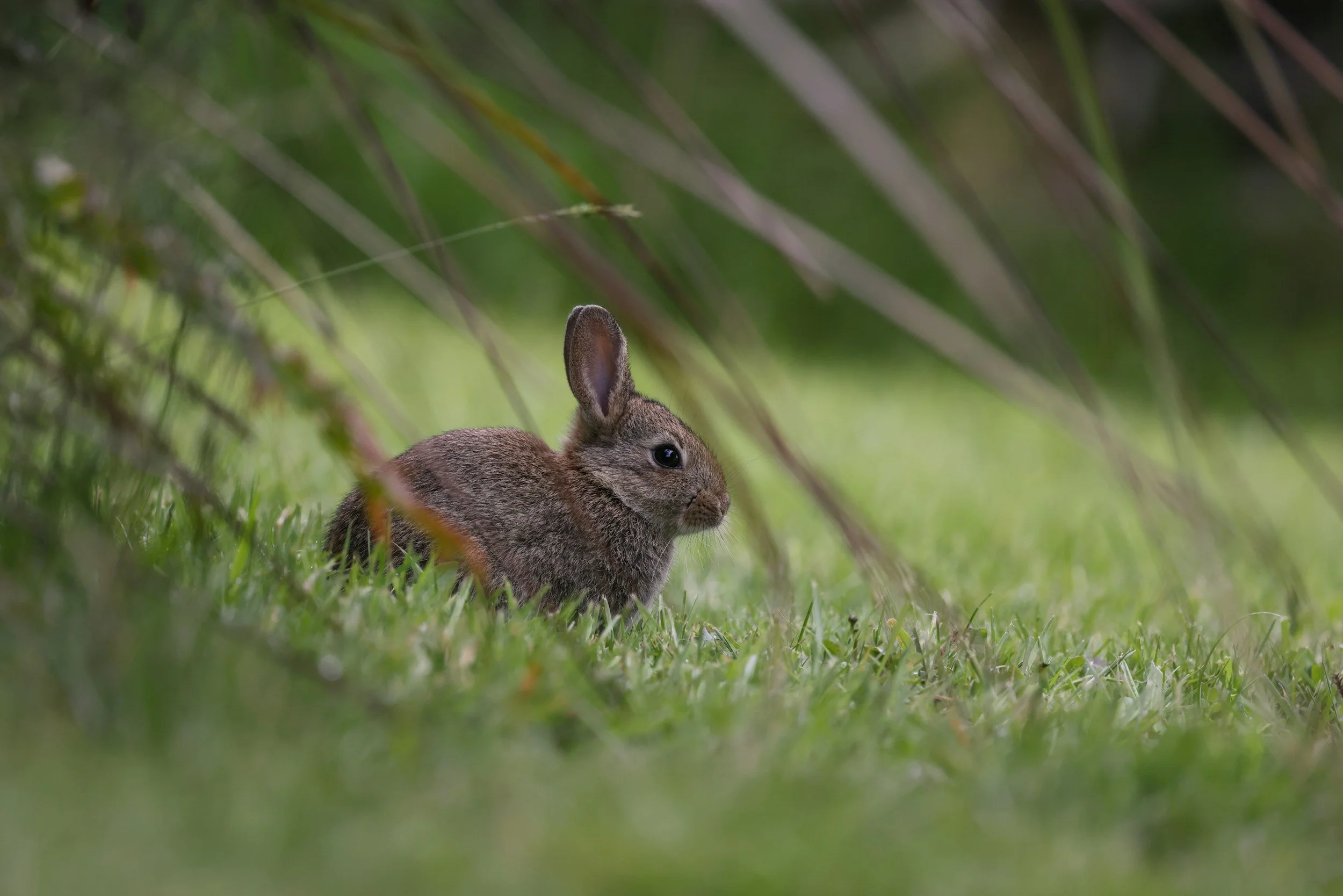 A small brown rabbit on green grass with blurred foliage in the background.