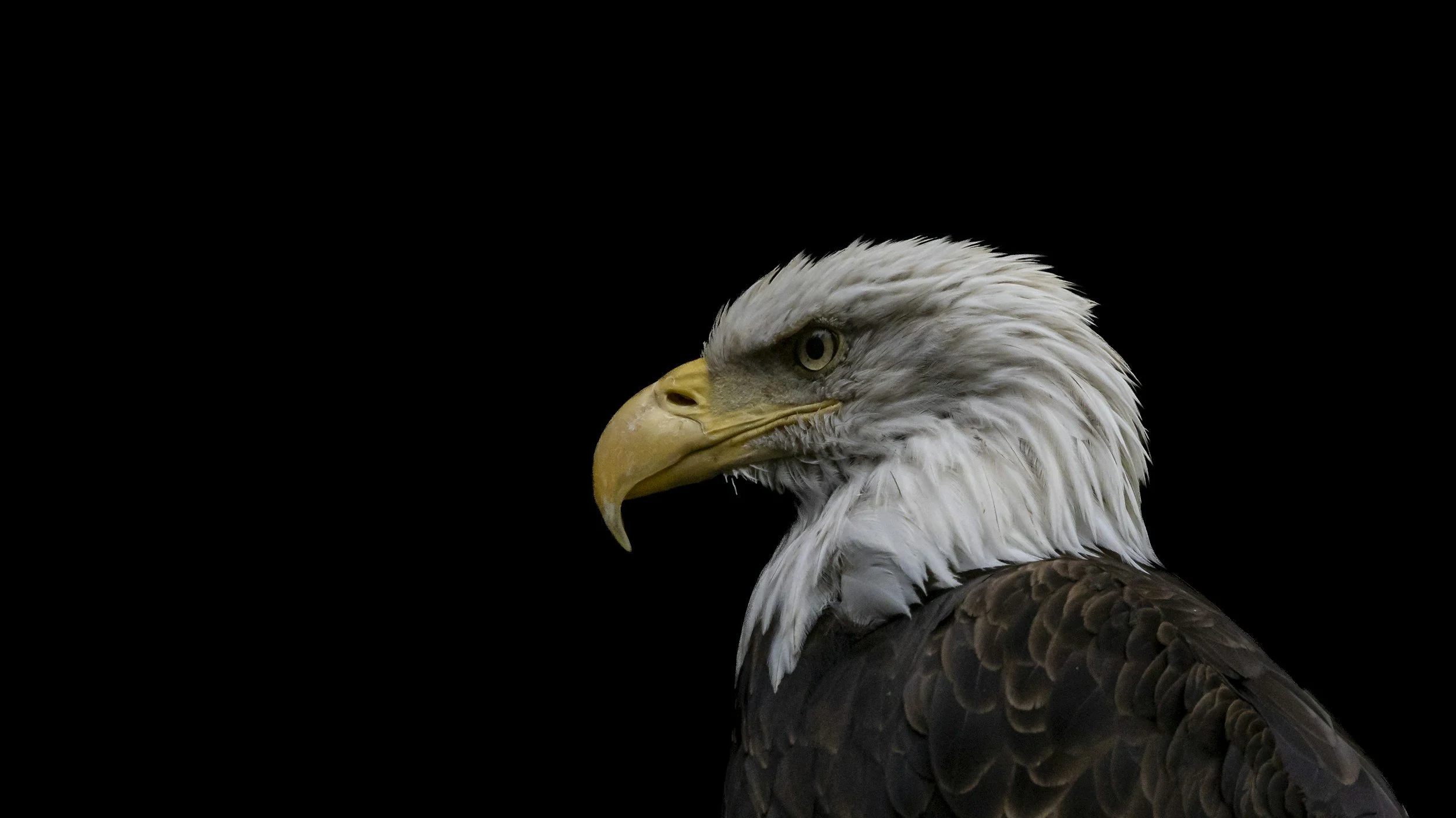Close-up side profile of a bald eagle with white head, yellow beak, and dark brown body feathers against a black background.