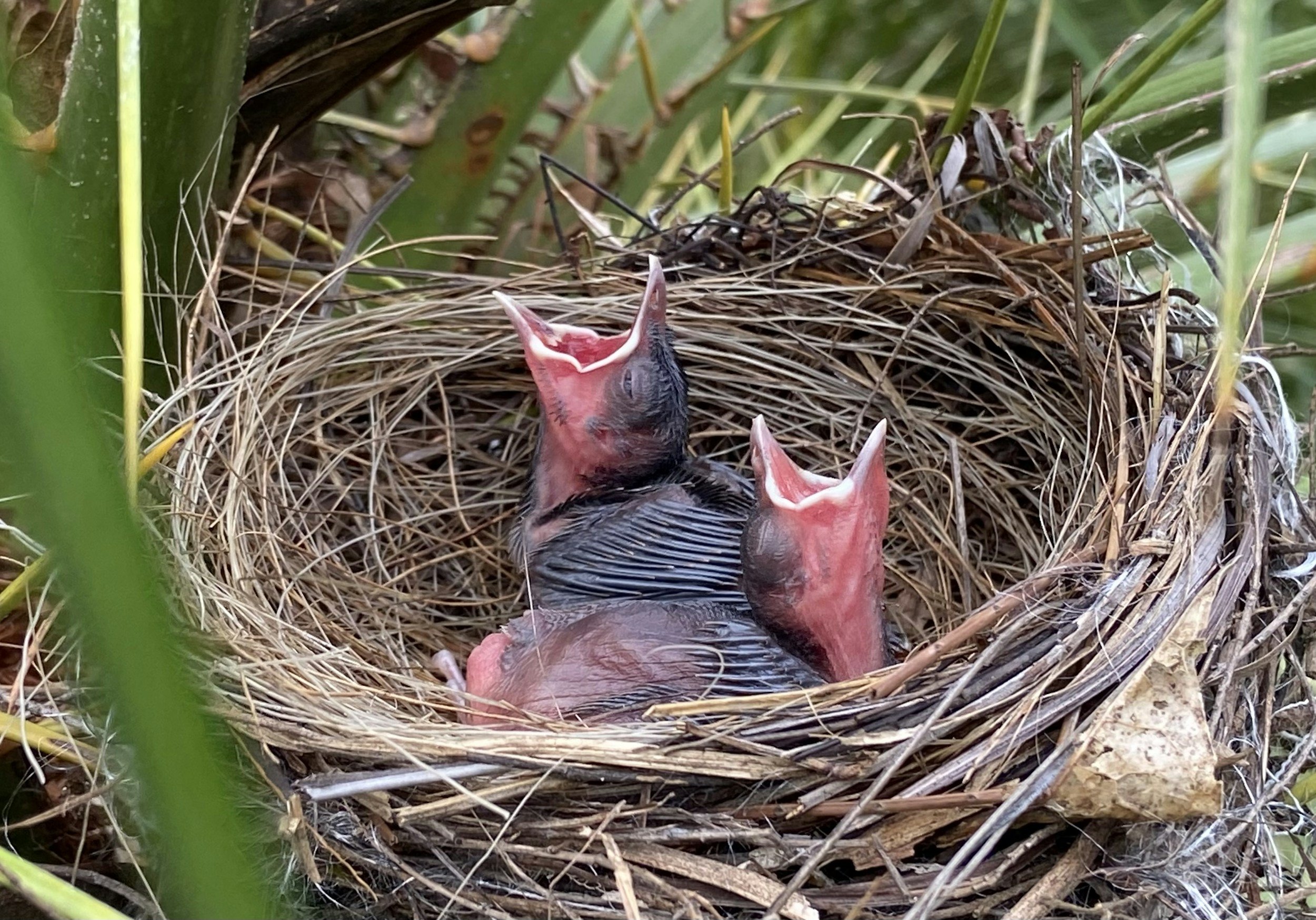 Two baby birds in a nest with their heads tilted back and beaks open wide.