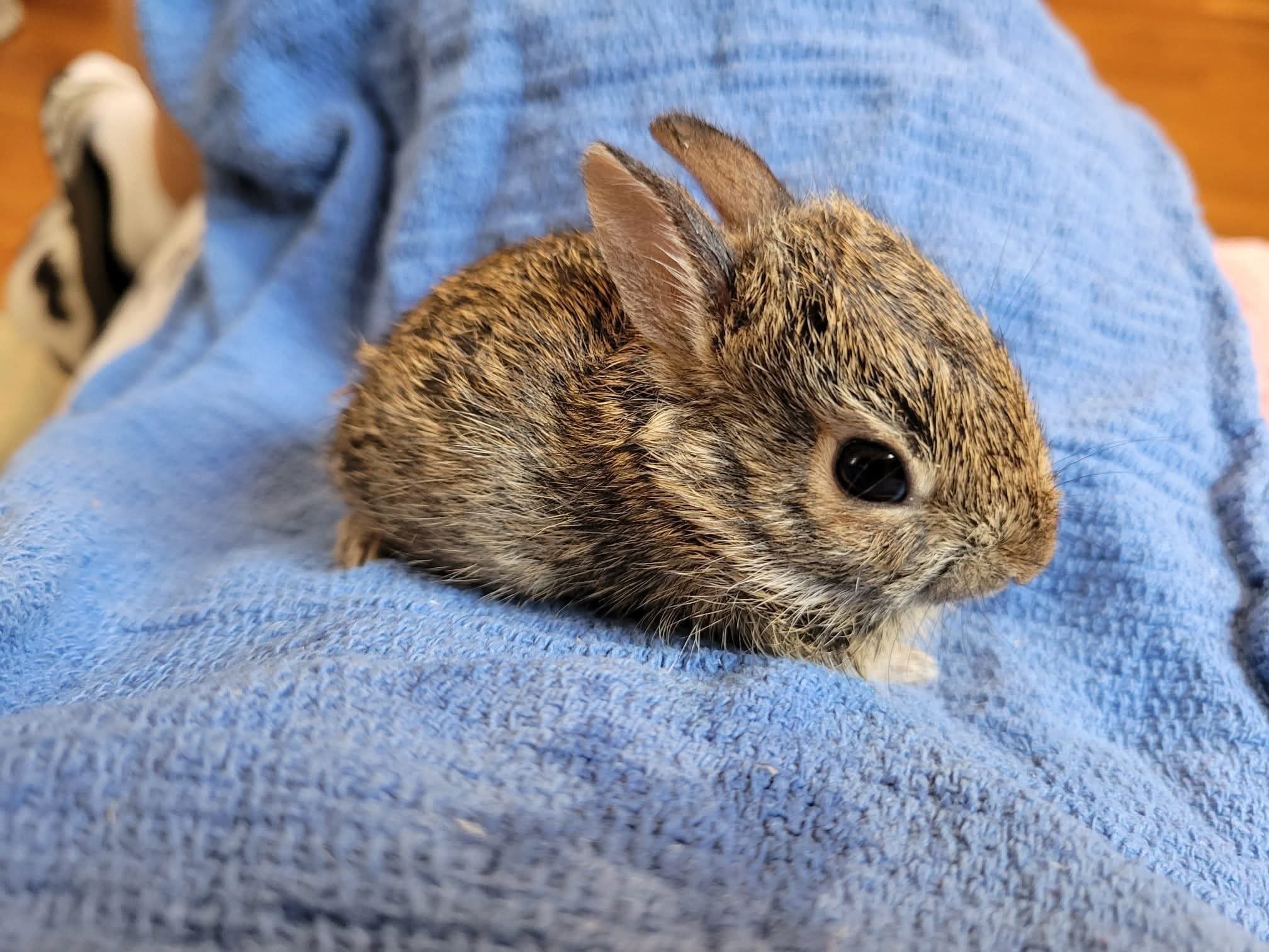 I found a bunny nest. Now what?