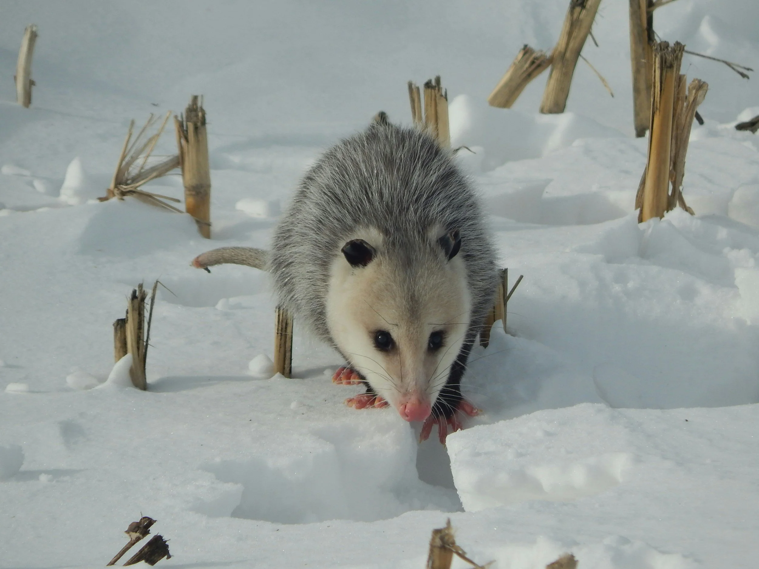 An opossum walks across snow in the middle of dried corn stalks.