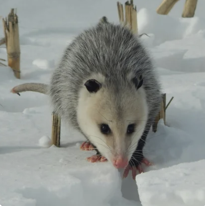 Where’s our wildlife in winter? 