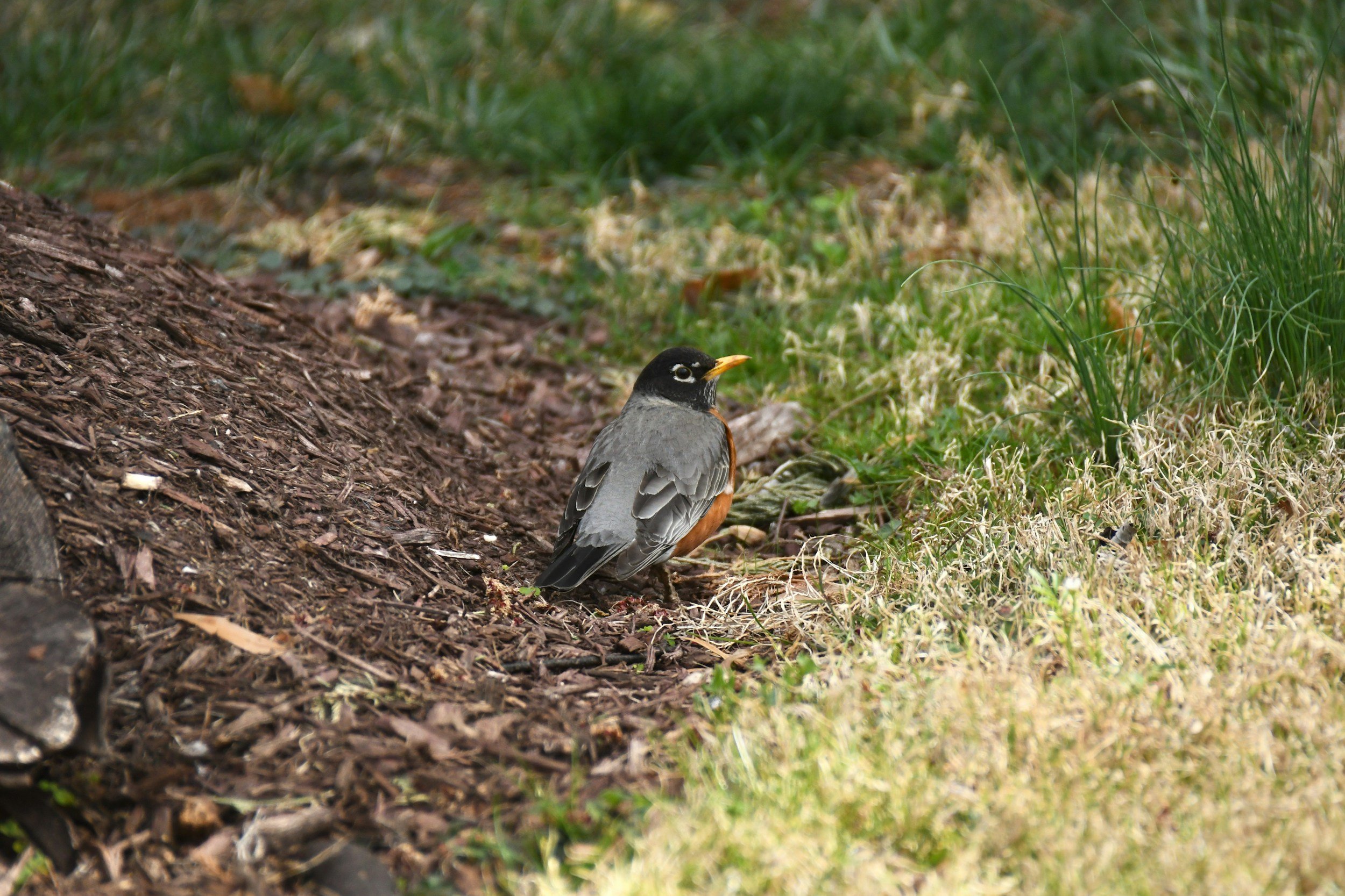 An American robin sits on the ground on some mulch
