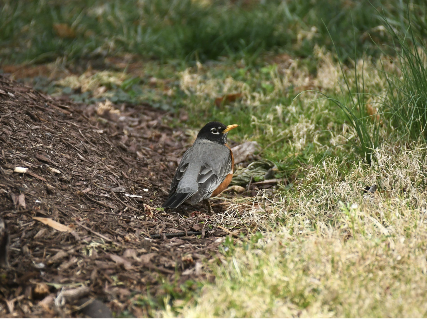 Help, a bird hit my window!