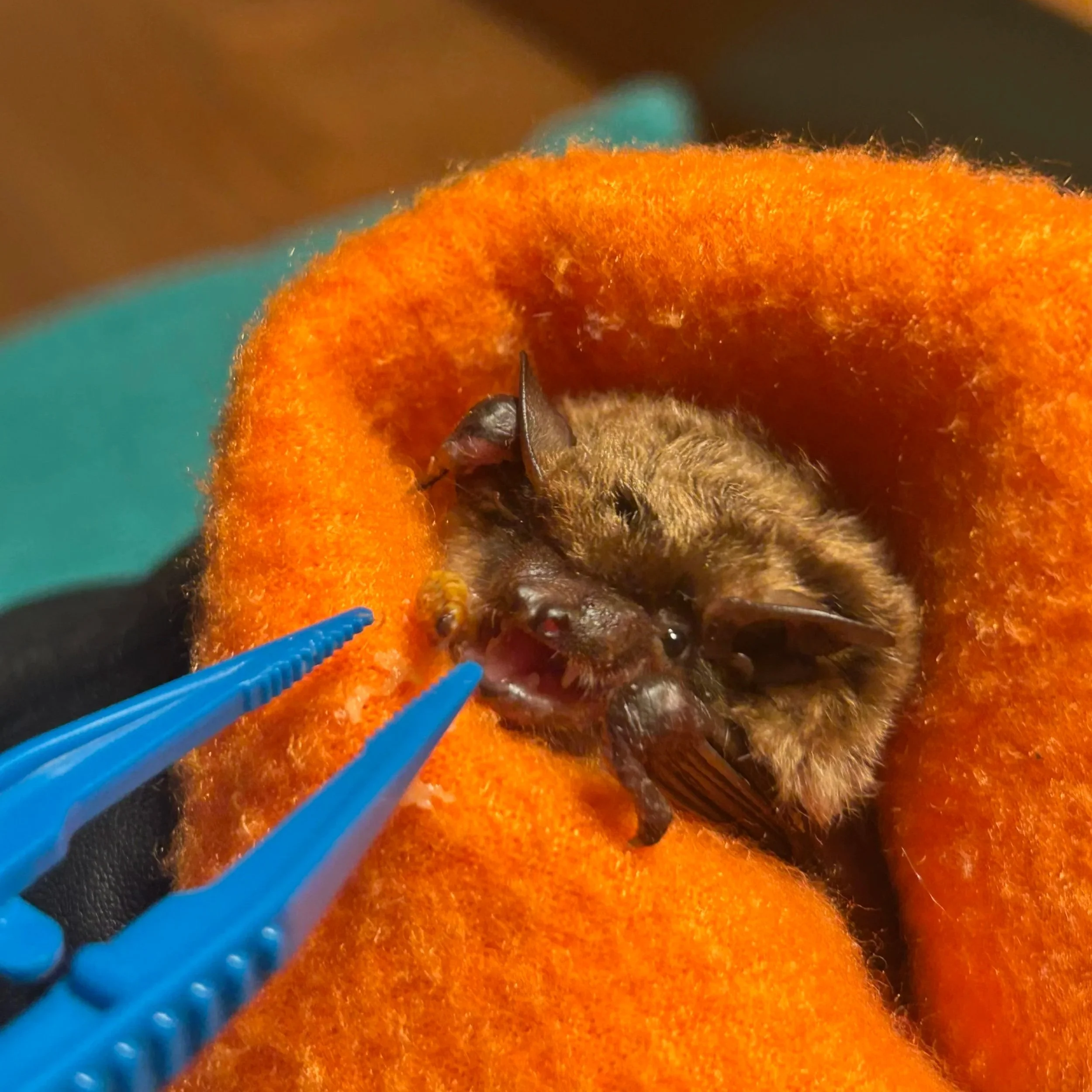 Big brown bat being fed with tweezers