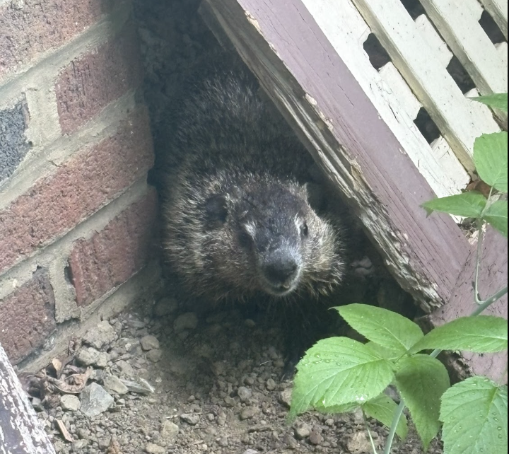 How to get wildlife to move out