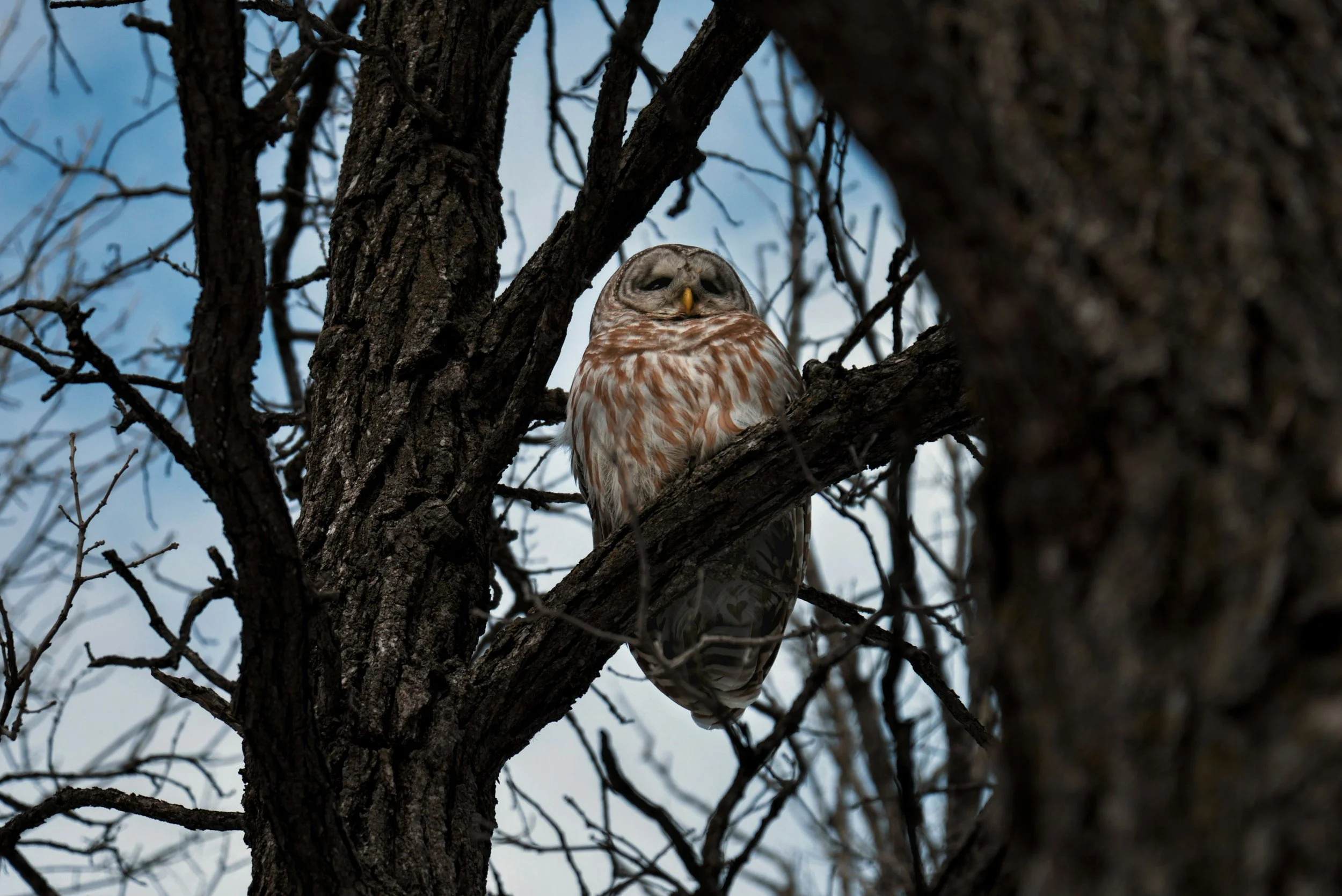Owls &amp; Howls at the Cleveland Museum of Natural History