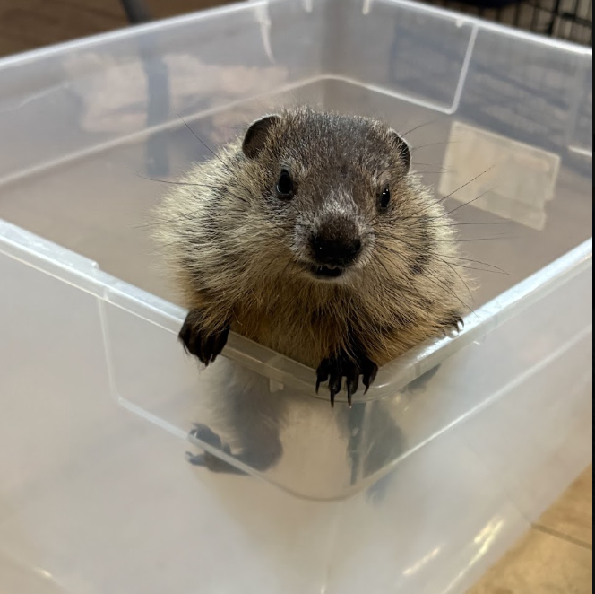 Juvenile woodchuck