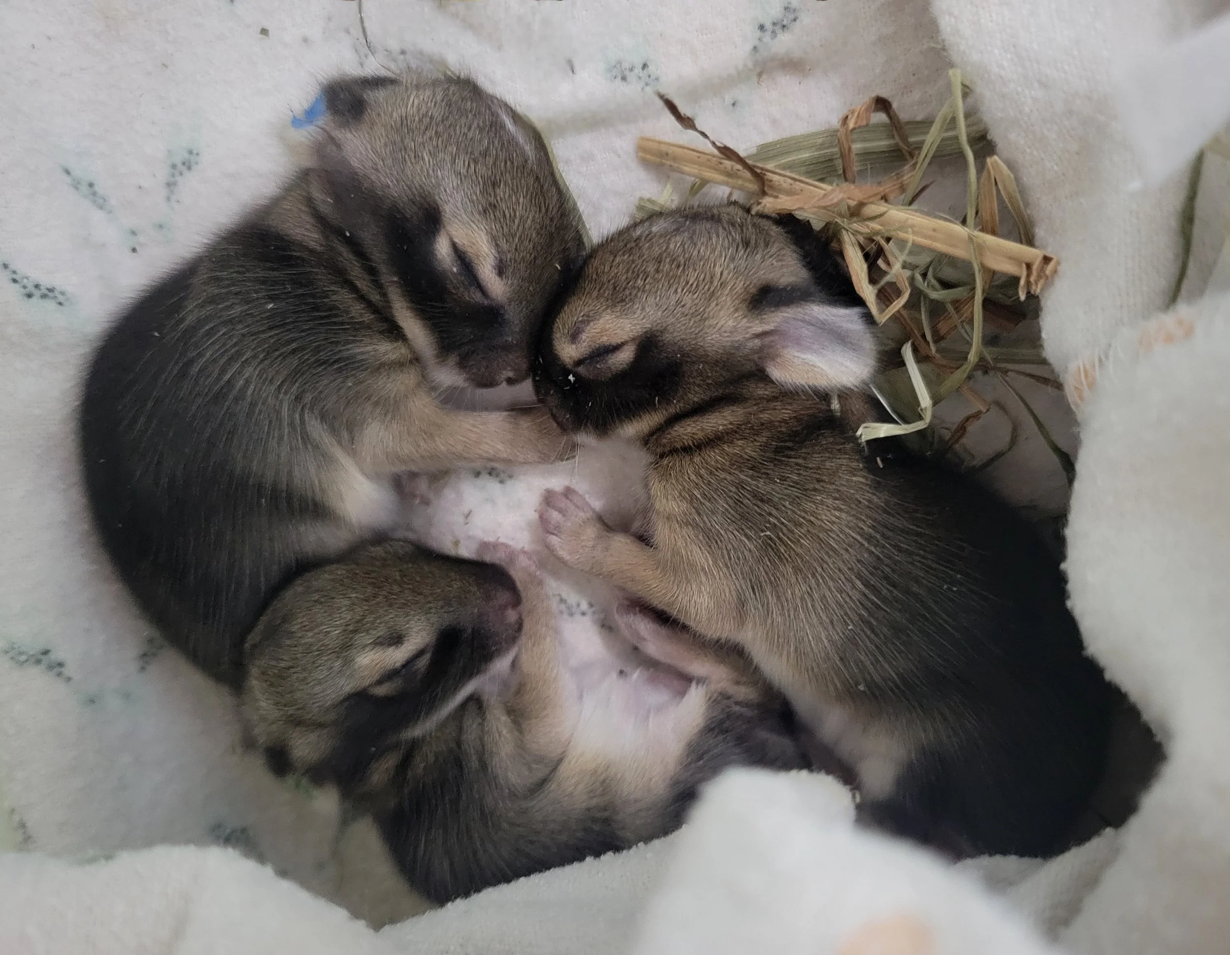 Three small baby bunnies sleep curled up together on a white blanket.