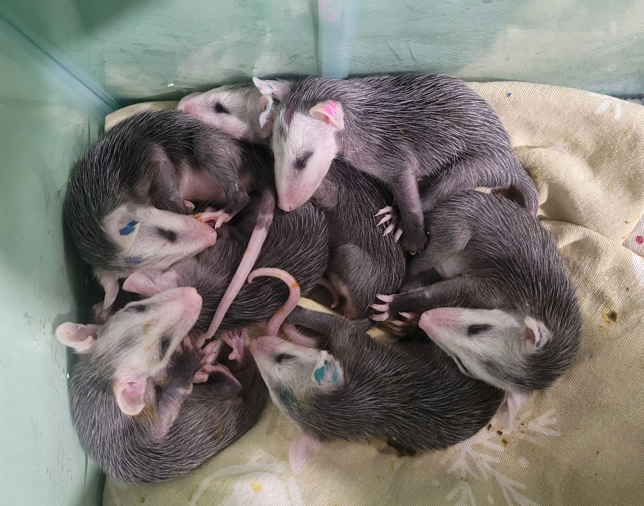 a group of small baby opossums sleep in a pile on a tan blanket
